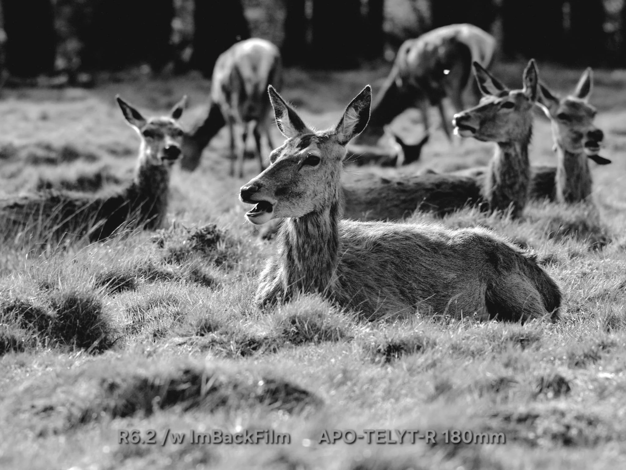 Deers_ImBackFilm_12.jpeg