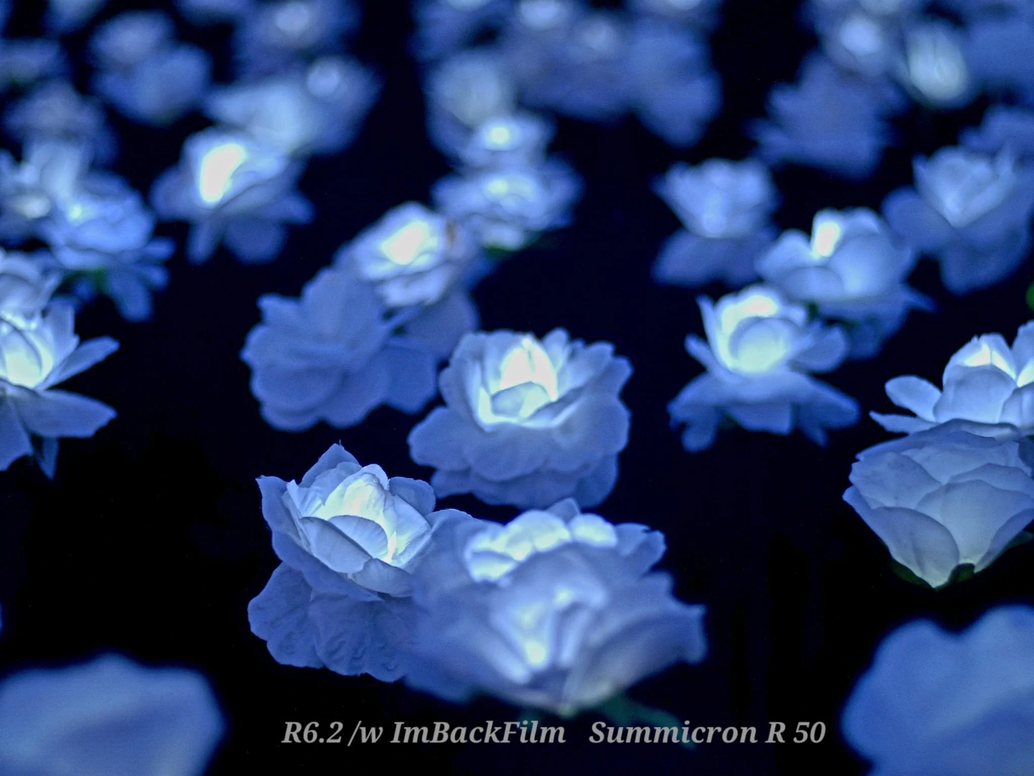 EverAfterGarden_ImBackFilm_04.jpeg