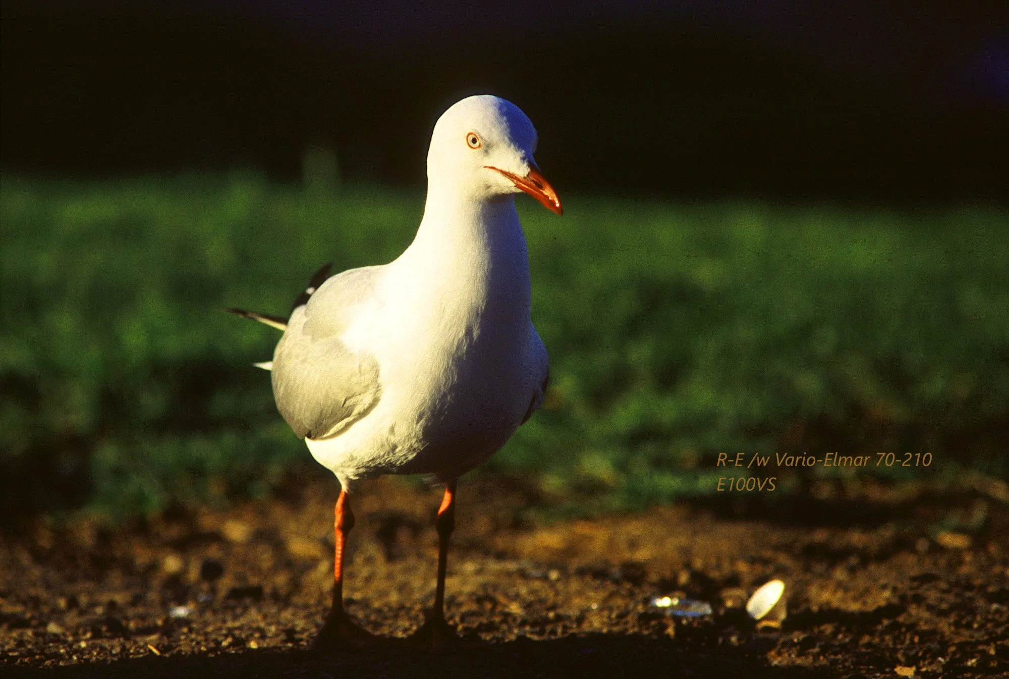 09_Seagulls_PhillipIsland.jpg