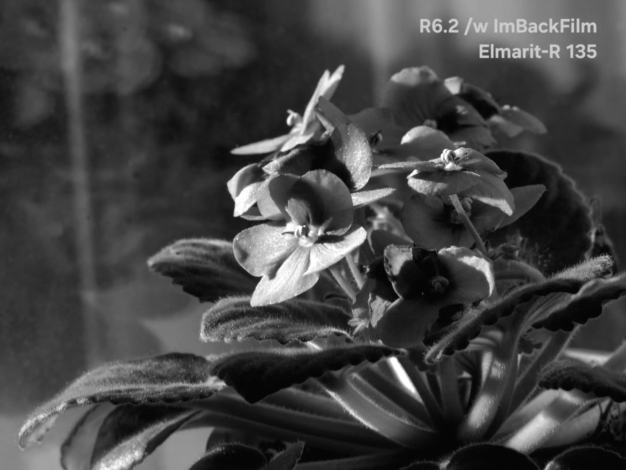 Gardening_ImBackFilm_15.jpeg