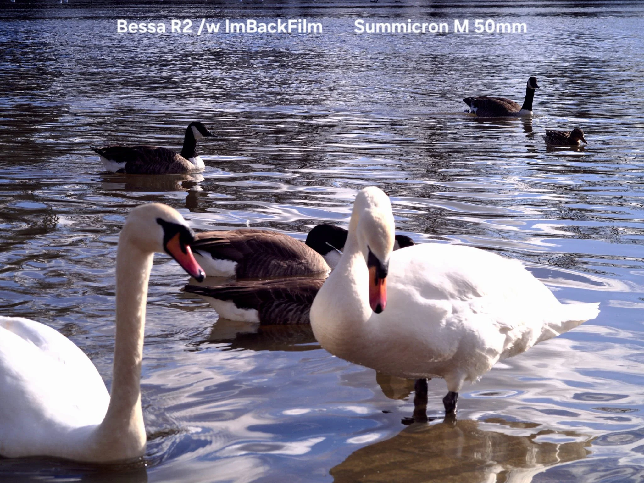 Swans_ImBackFilm_04.jpeg
