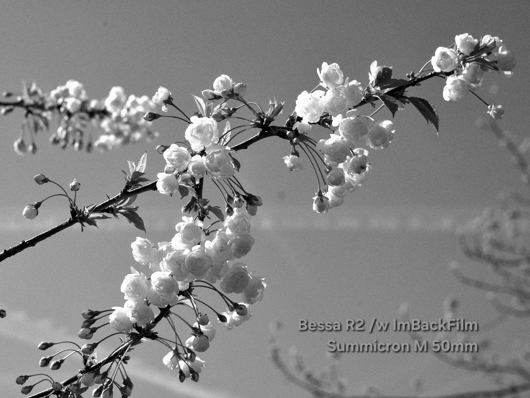Gardening_ImBackFilm_46.jpeg