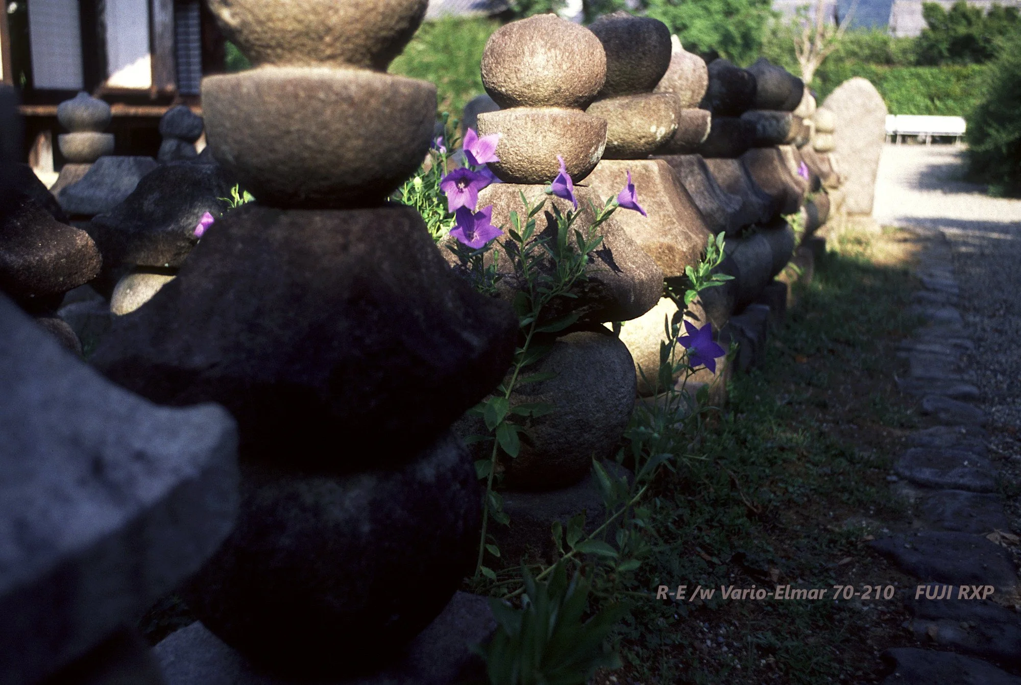 24_Osaka_flowers.jpg