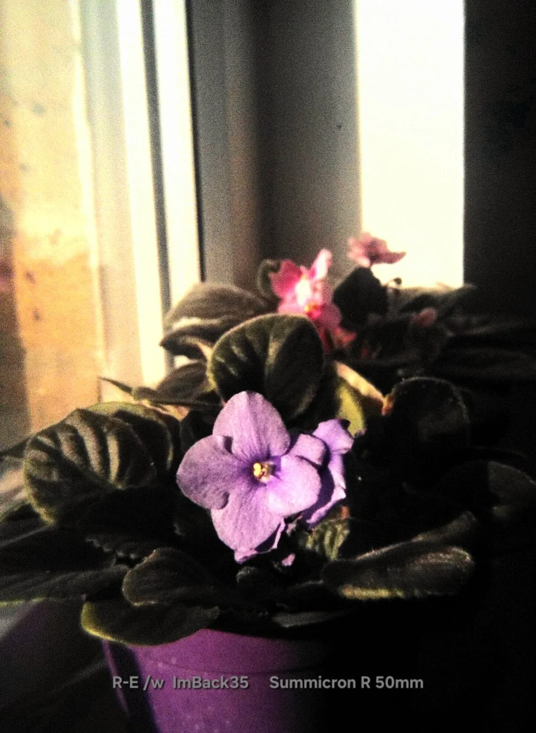 ImBack35_02.jpeg