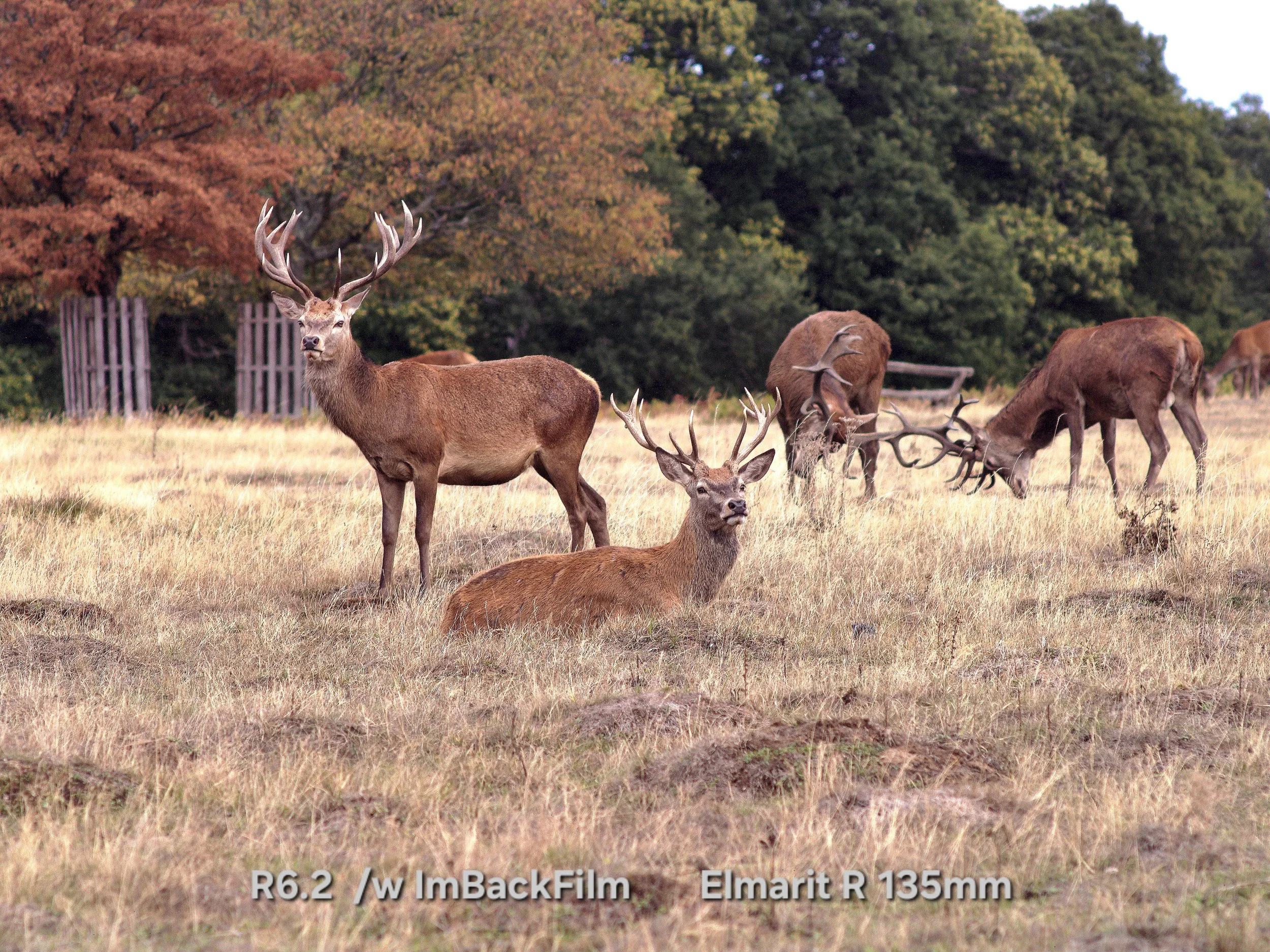 Deers_Sep2026_09.jpg