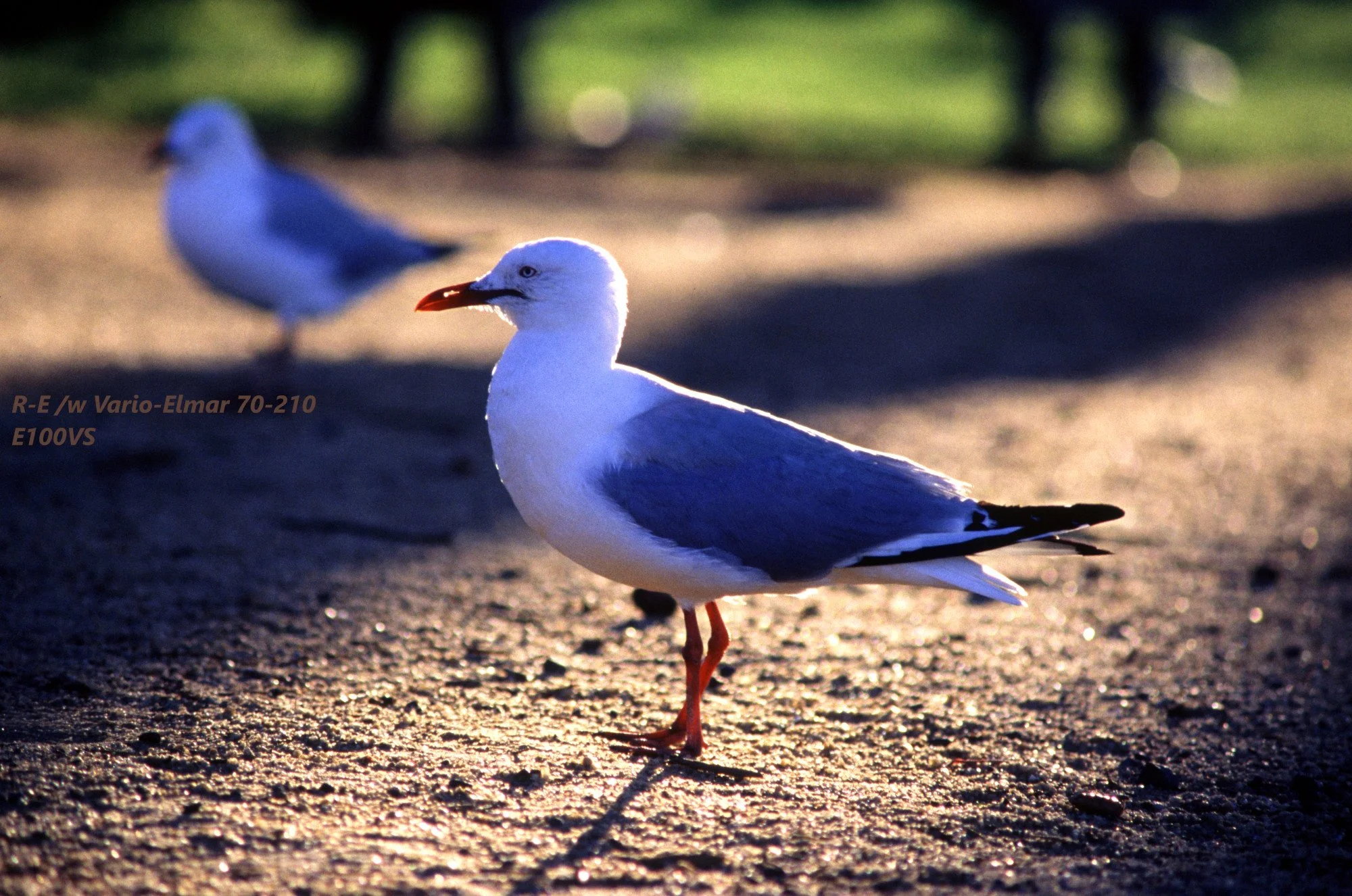 16_Seagulls_PhillipIsland.jpg