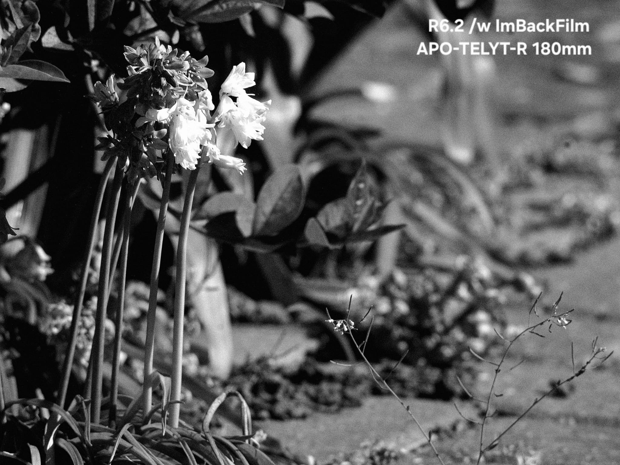 Gardening_ImBackFilm_57.jpeg