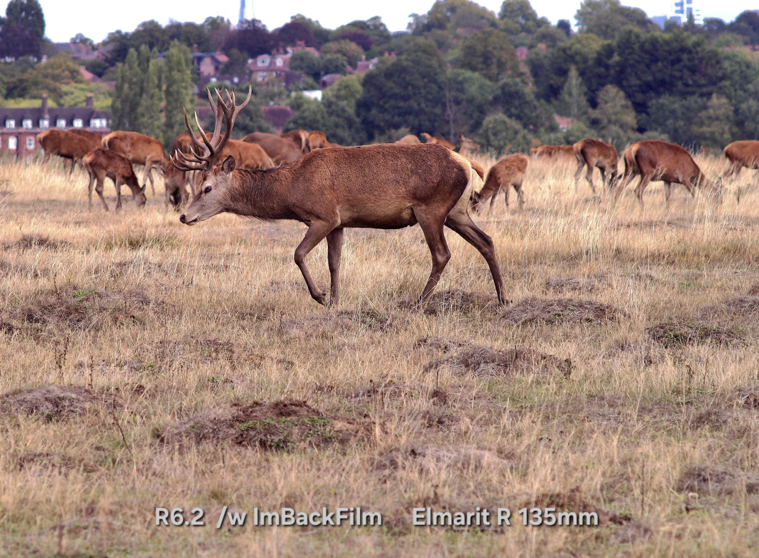 Deers_Sep2026_03.jpg
