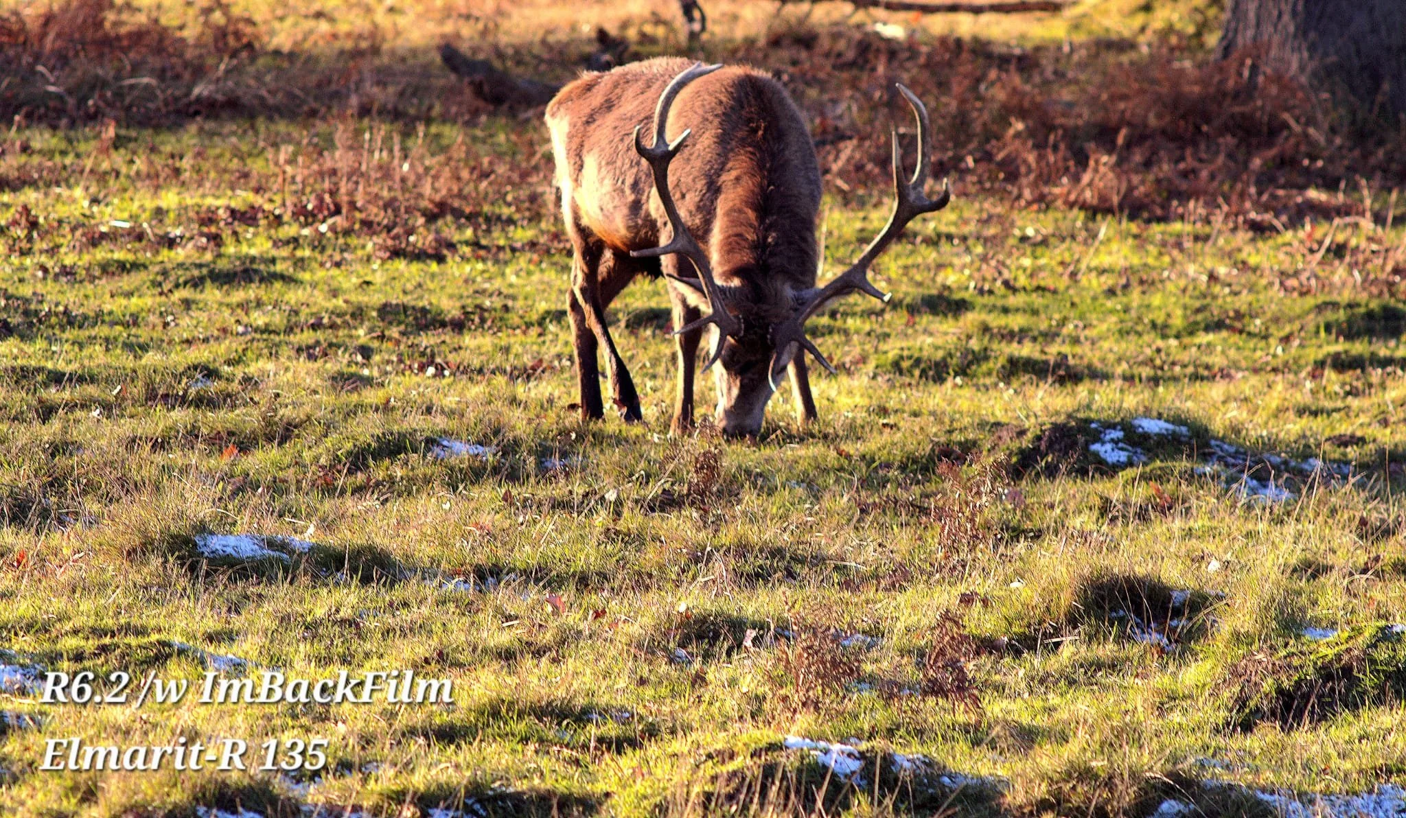 Deers_ImBackFilm_01.jpeg