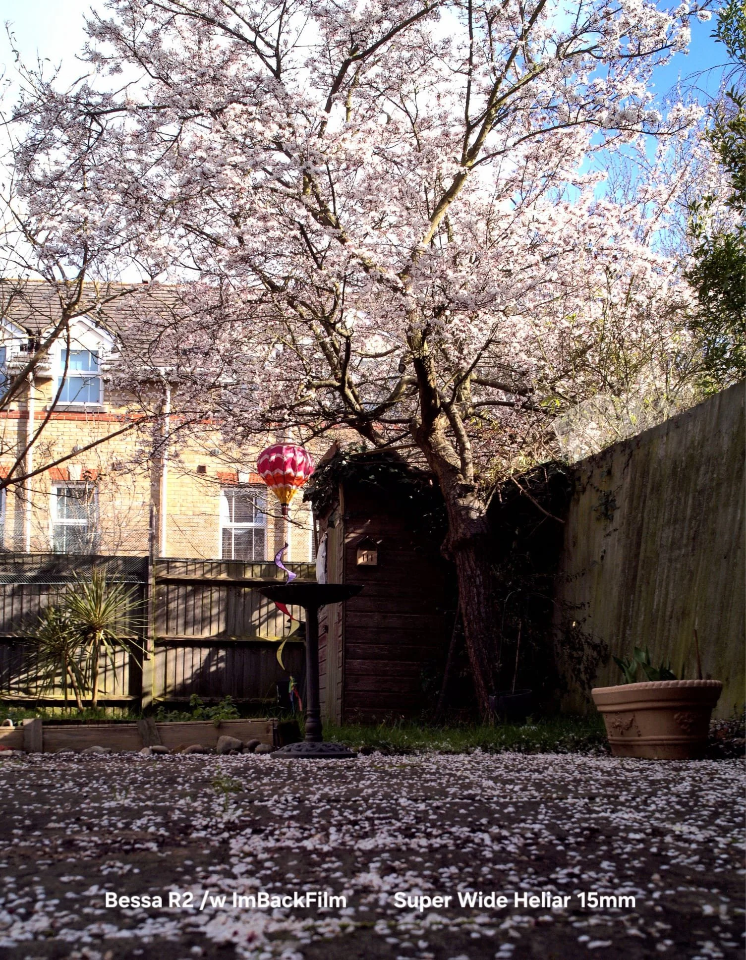 Gardening_ImBackFilm_36.jpeg
