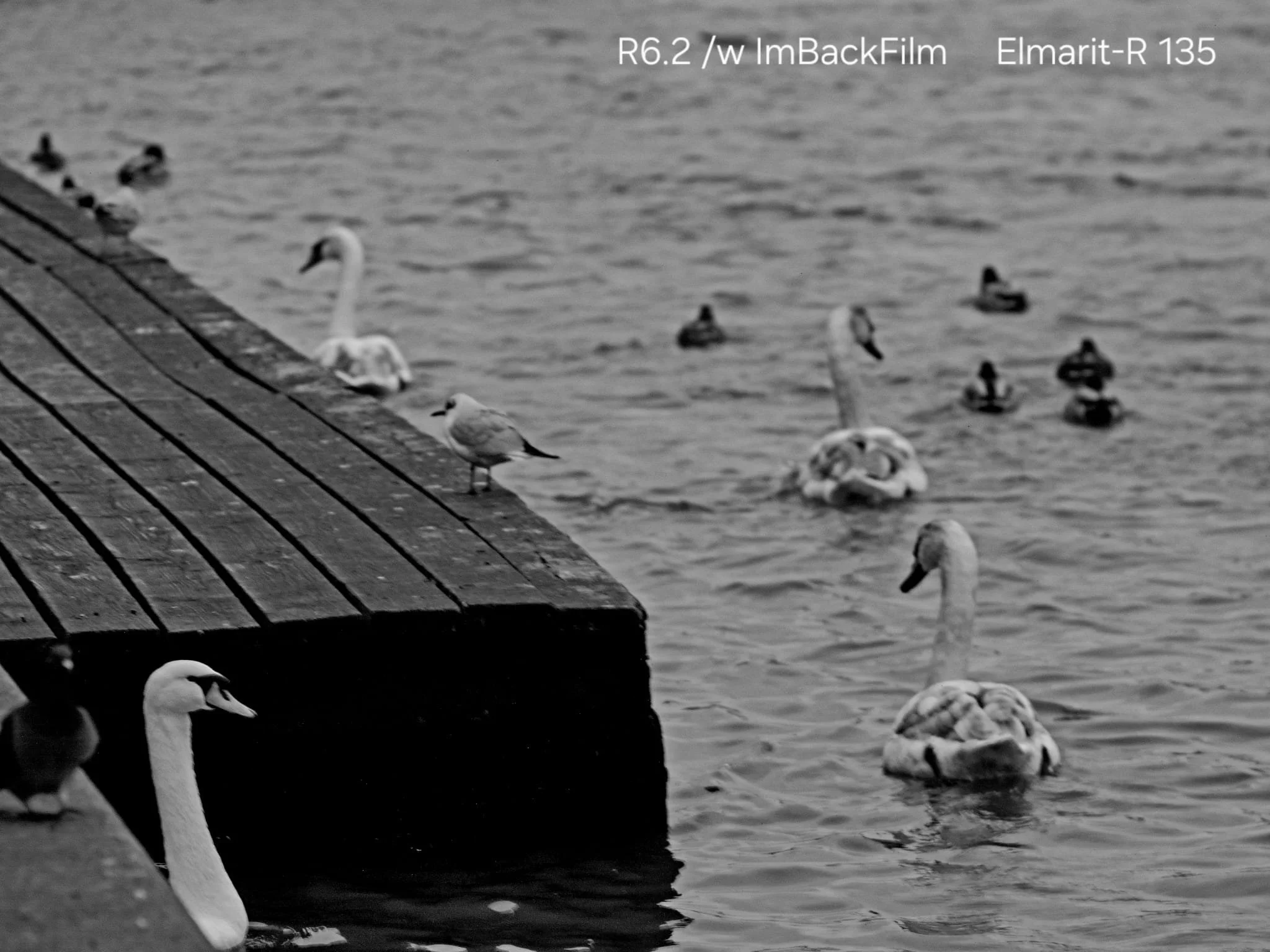 Swans_ImBackFilm_01.jpeg