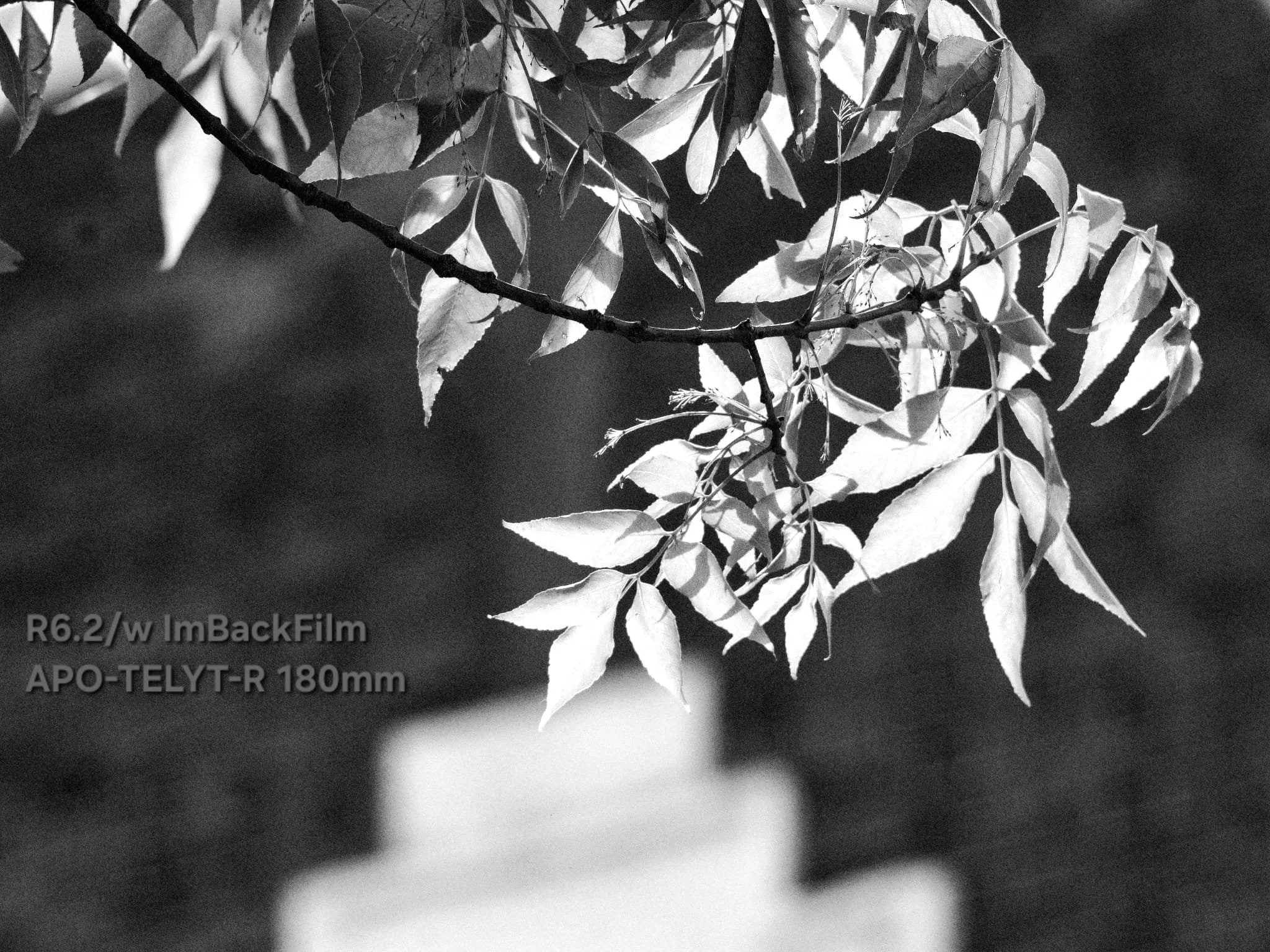 Gardening_ImBackFilm_61.jpeg