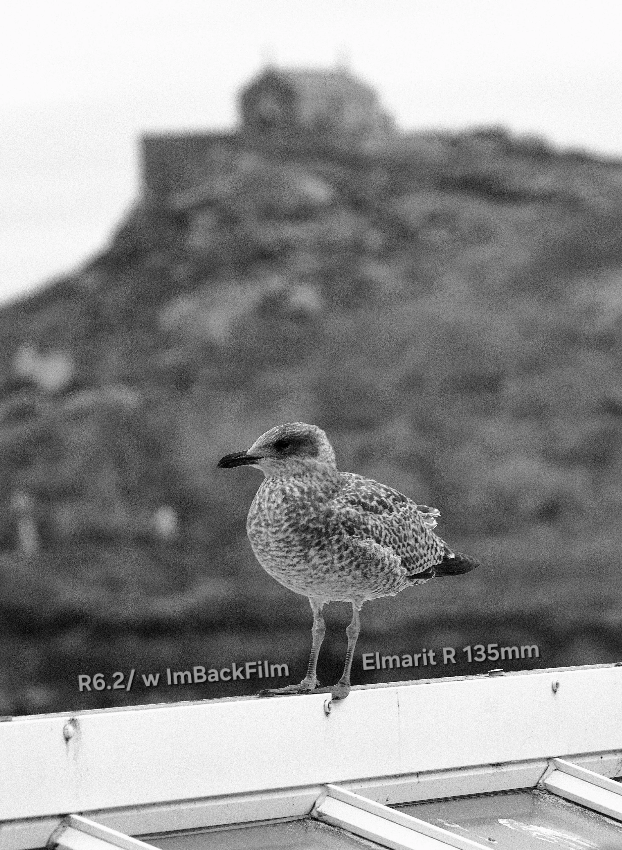 St Ives Beach 10_BW.jpg