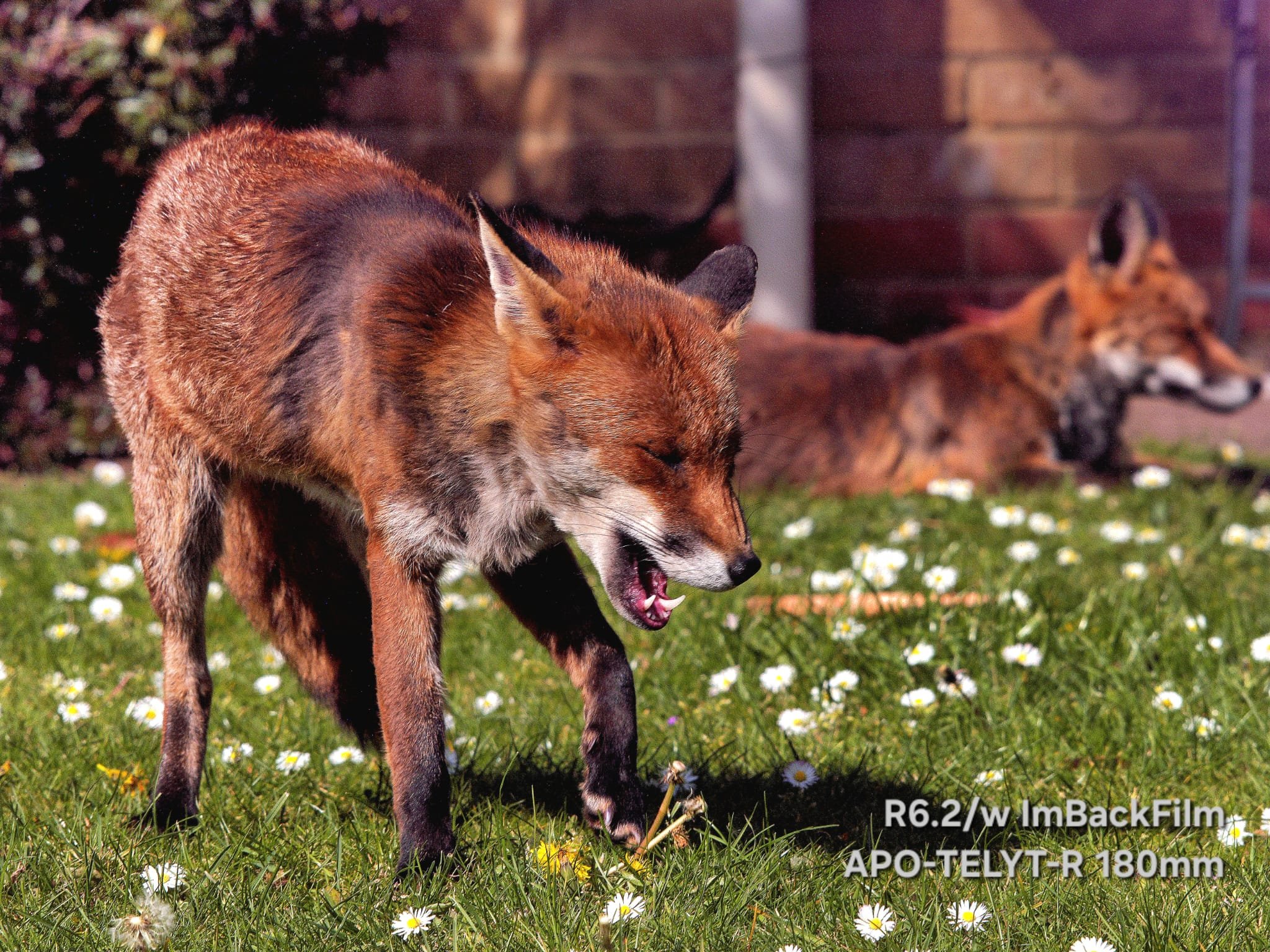 Foxes_ImBackFilm_03.jpeg