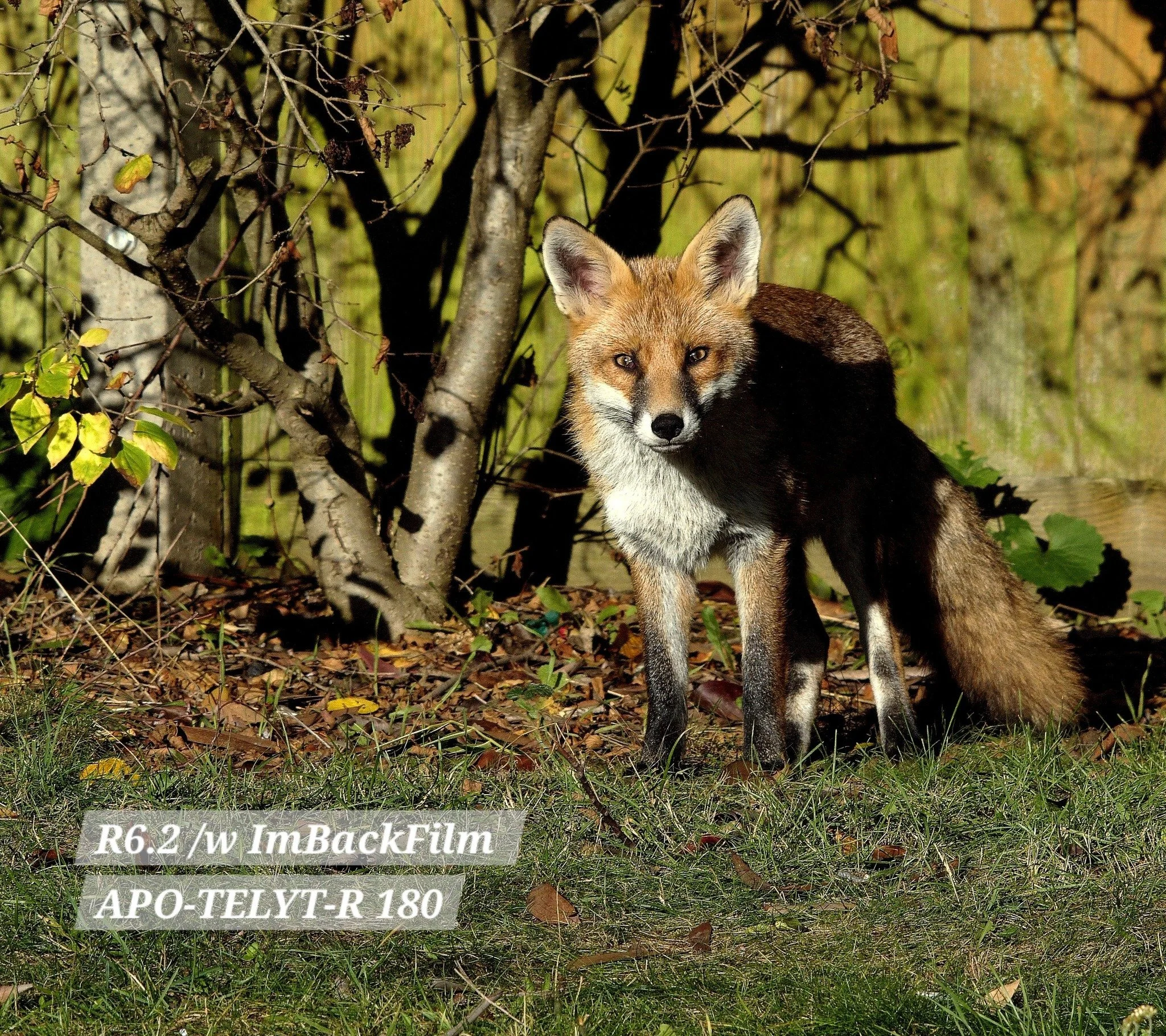 Foxes_ImBackFilm_02.jpg