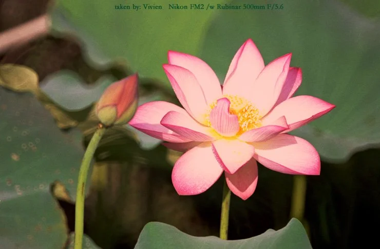 Lotus13.jpg