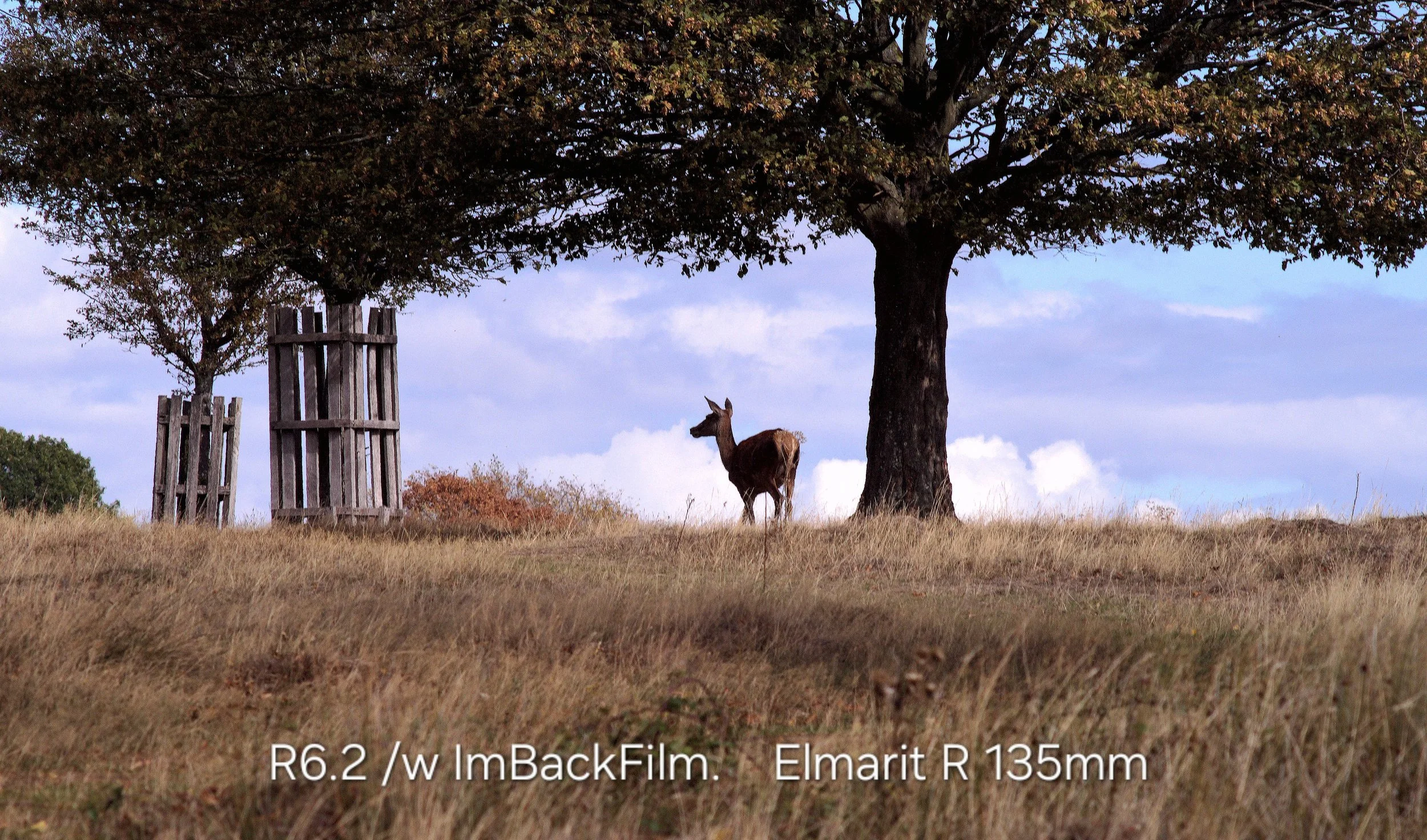 Deers_Sep2026_01.jpg