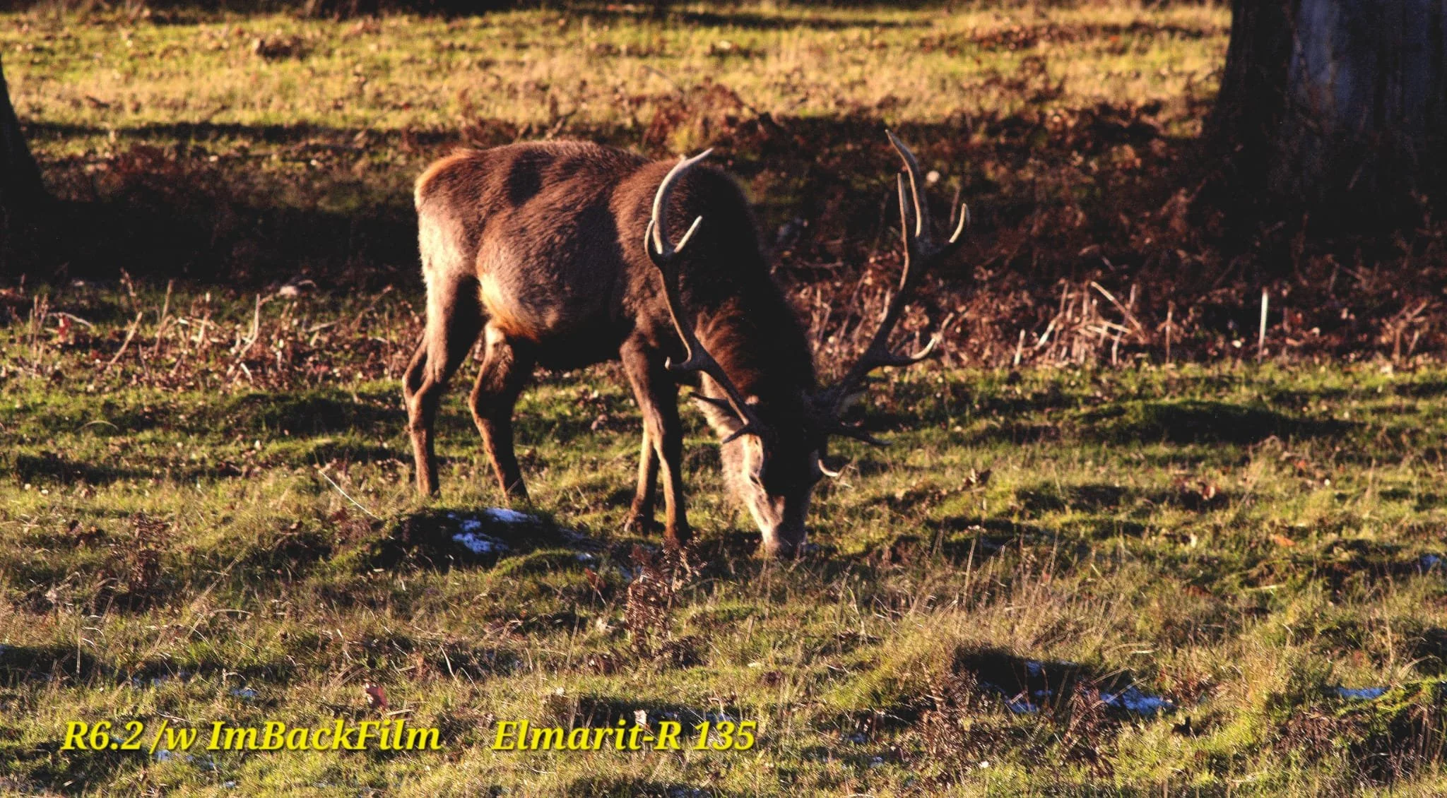Deers_ImBackFilm_03.jpeg