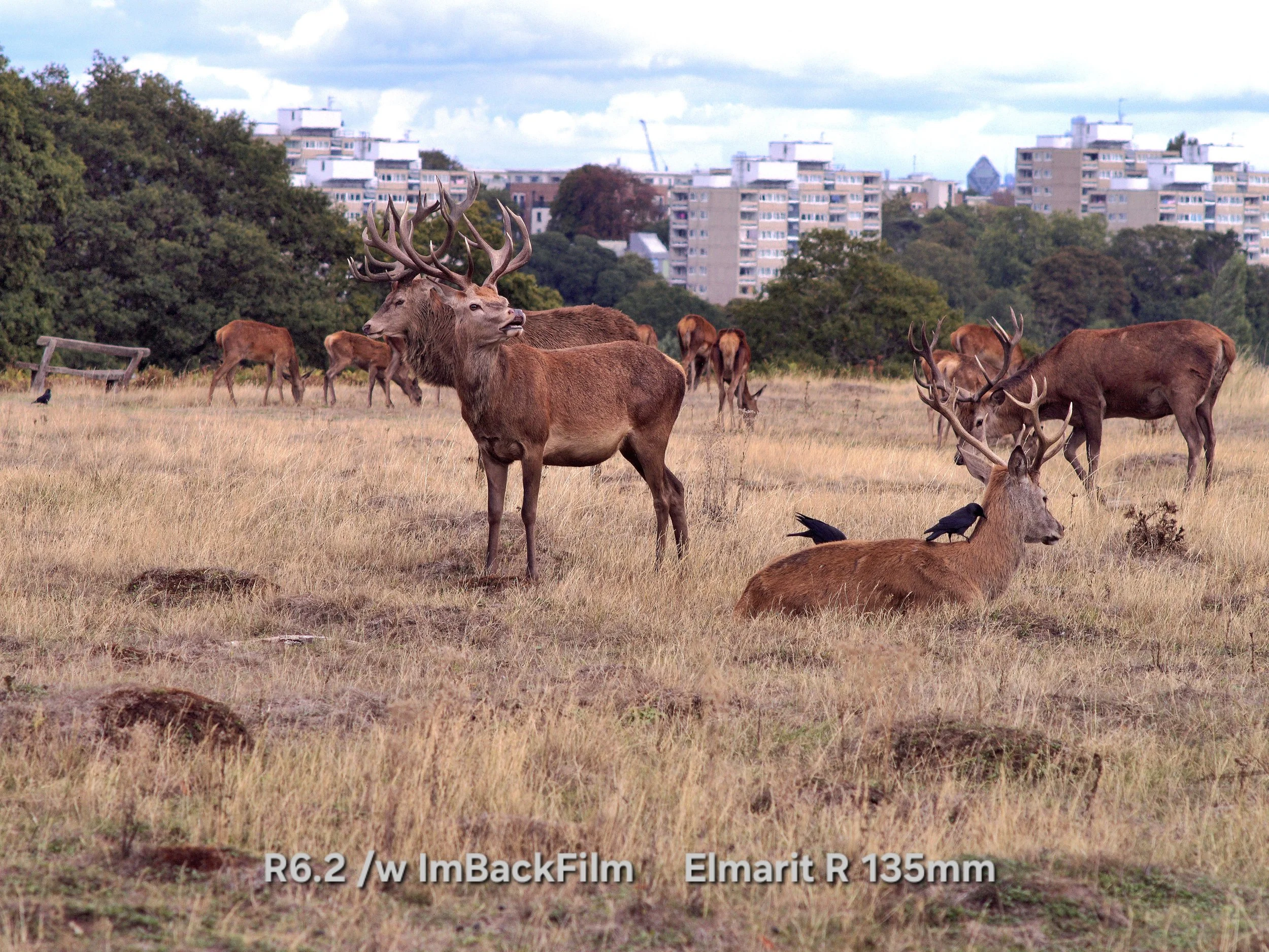 Deers_Sep2026_11.jpg