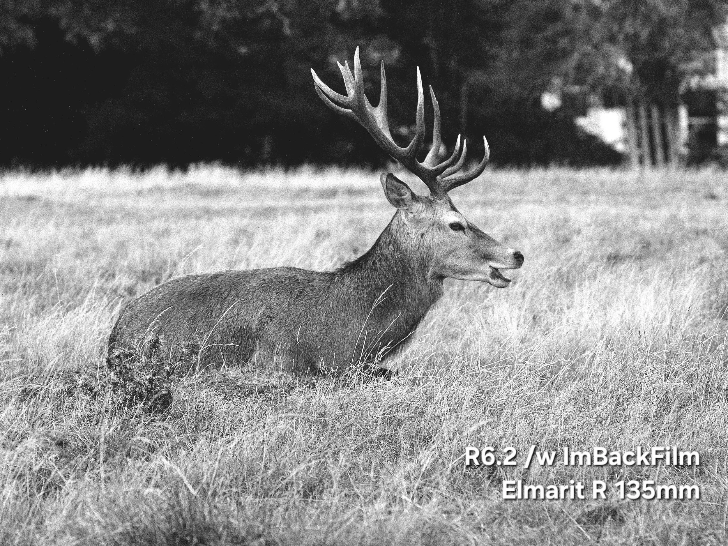 Deers_Sep2026_10_BW.jpg