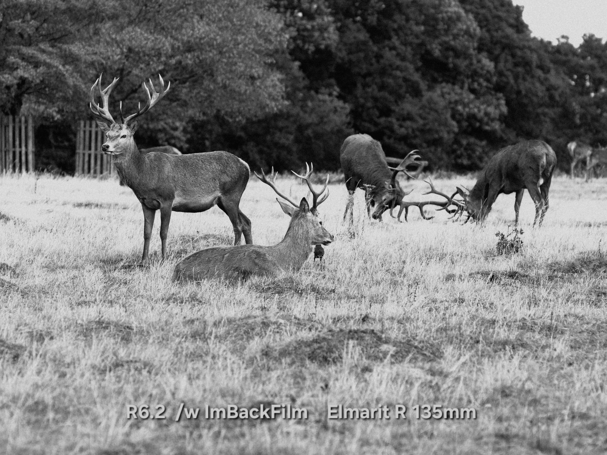 Deers_Sep2026_08_BW.jpg