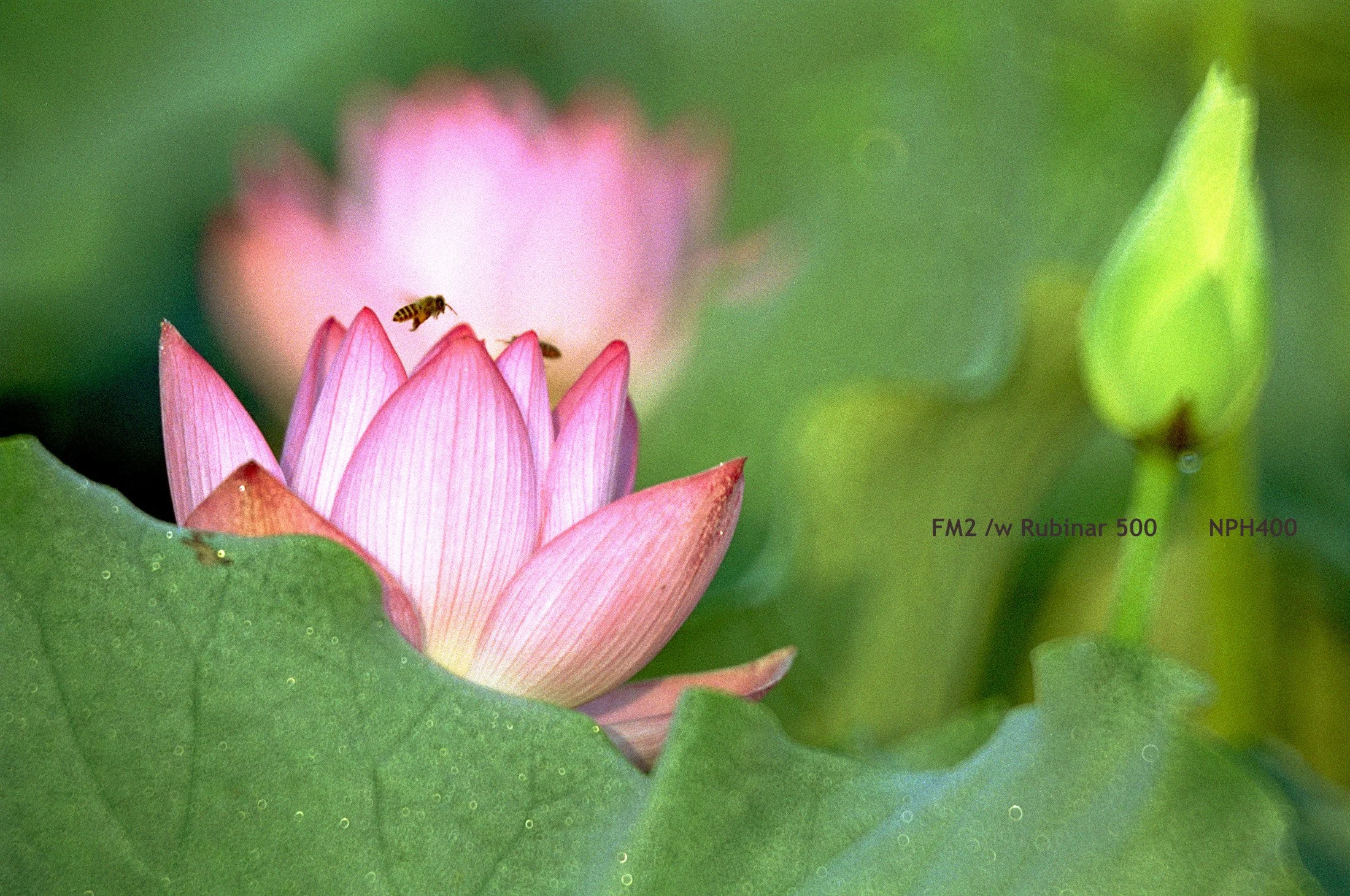 Hong Kong_lotus200402.jpg