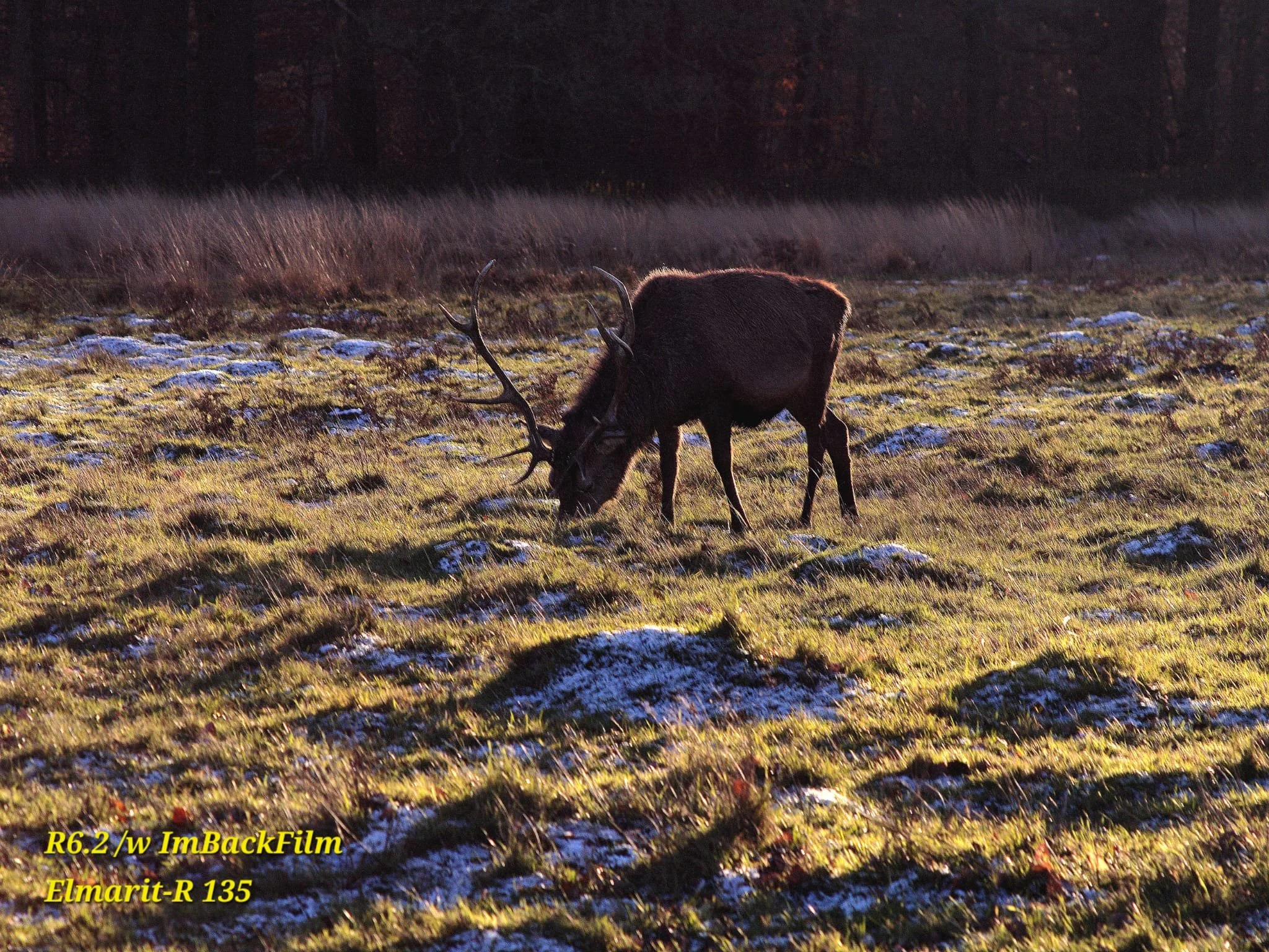 Deers_ImBackFilm_02.jpeg