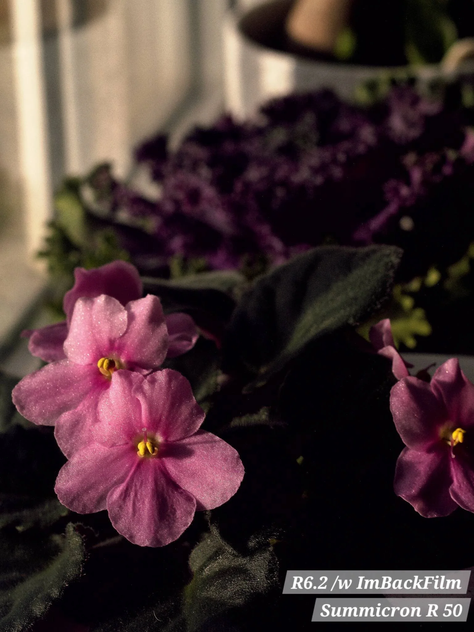 Gardening_ImBackFilm_10.jpg