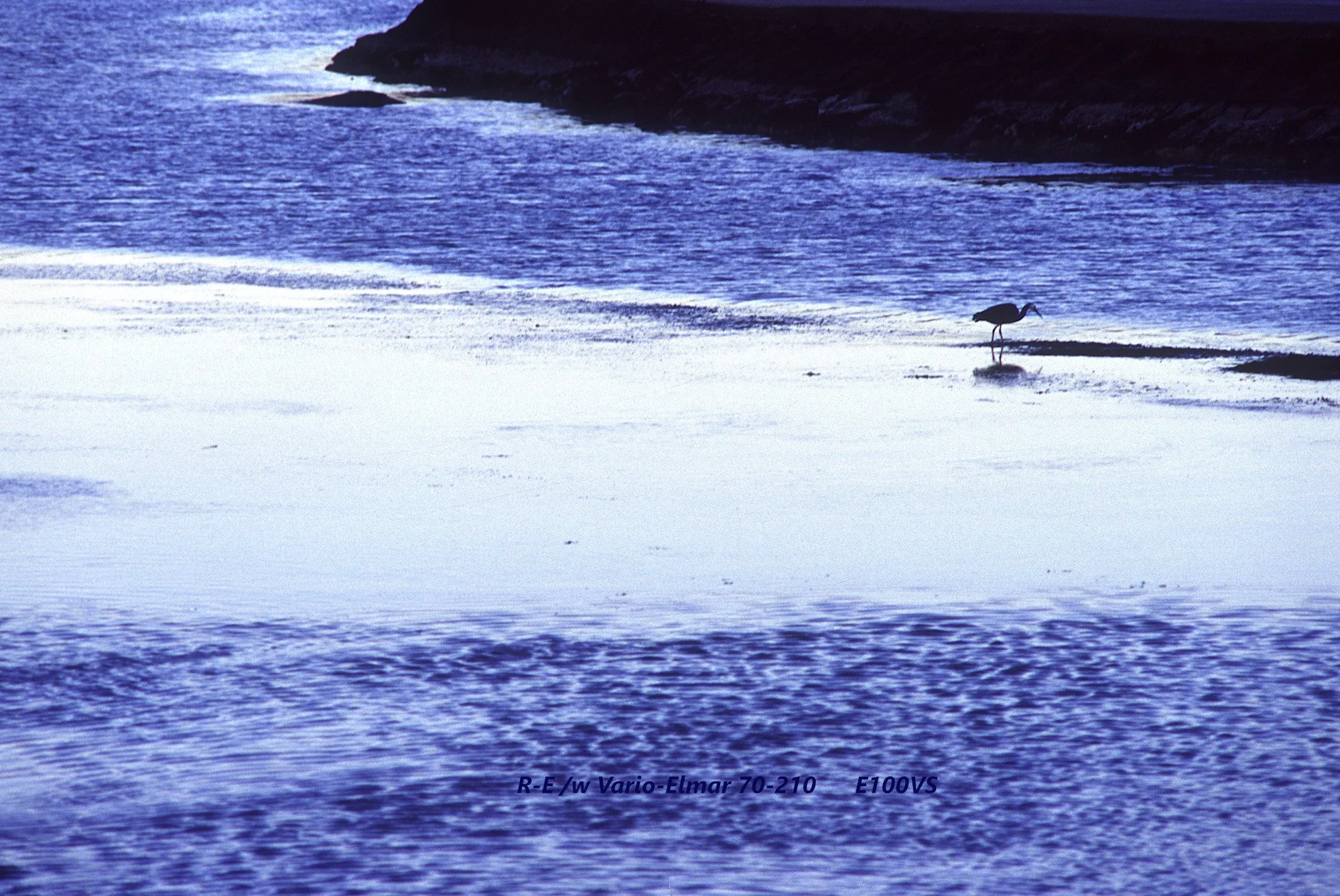 24_Port Fairy_bird.jpg