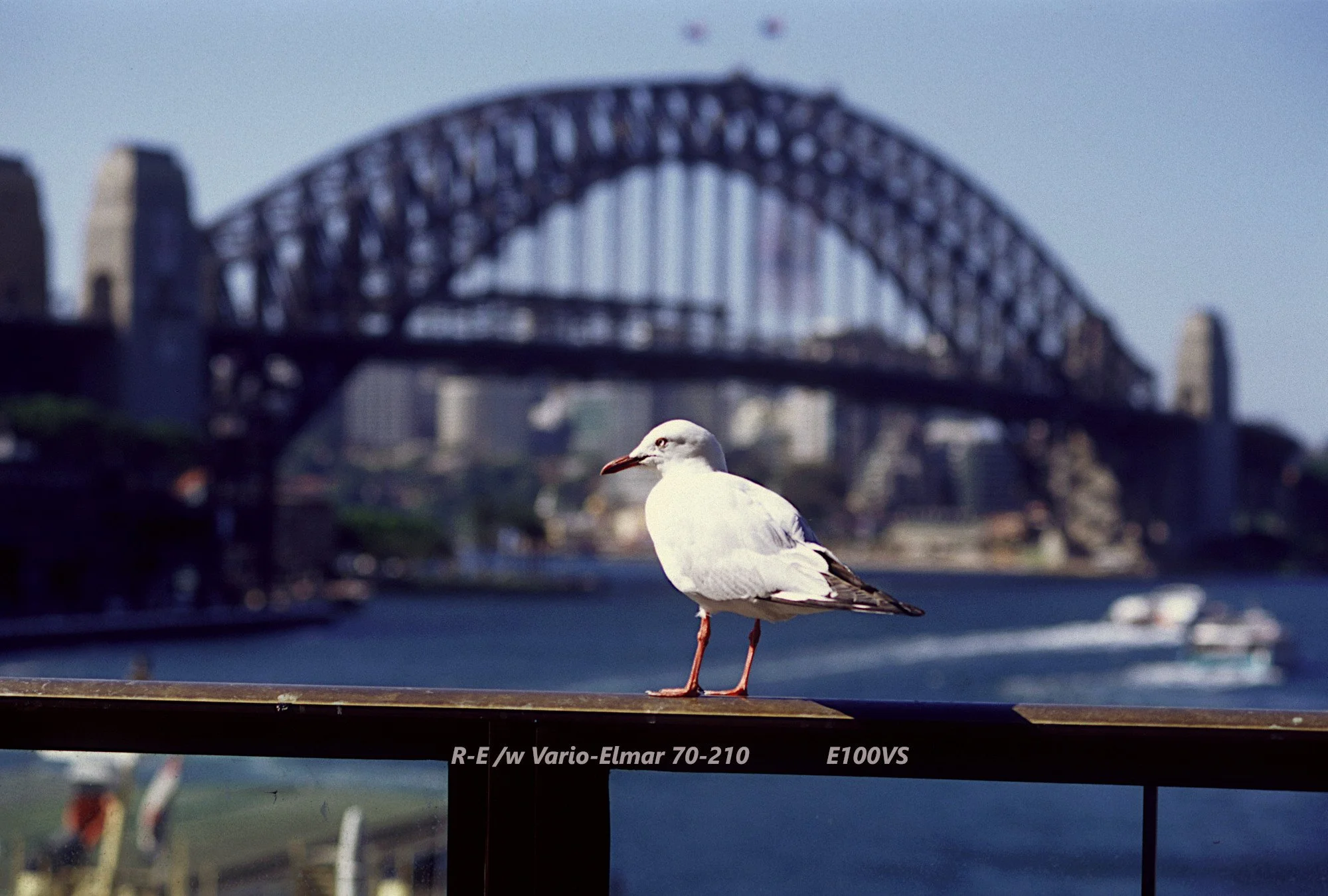 24_sydneyharbourbridge_seagull.jpg