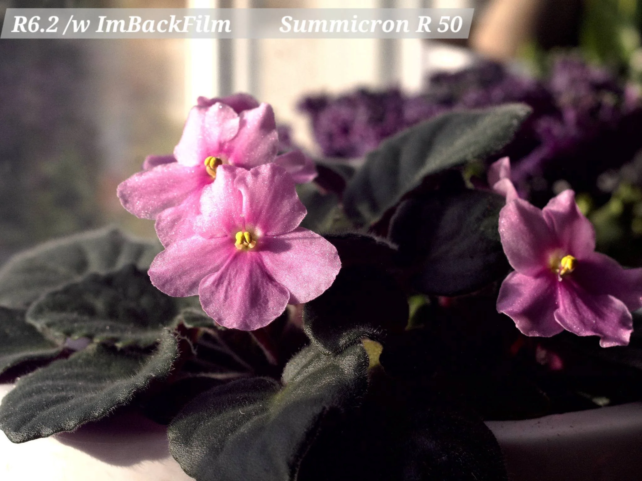 Gardening_ImBackFilm_09.jpg