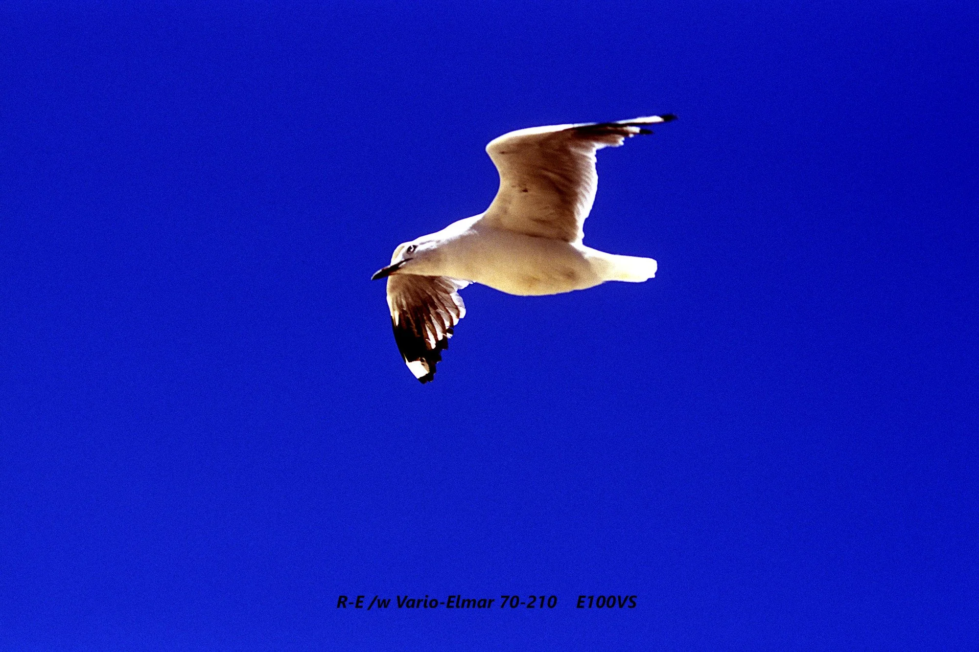 04_Manly_seagull.jpg
