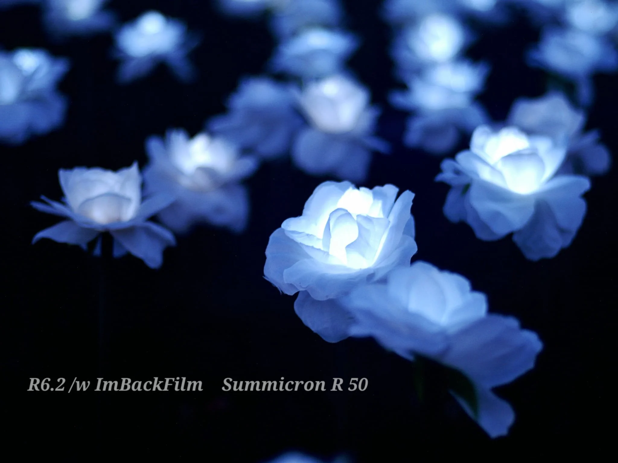 EverAfterGarden_ImBackFilm_03.jpeg
