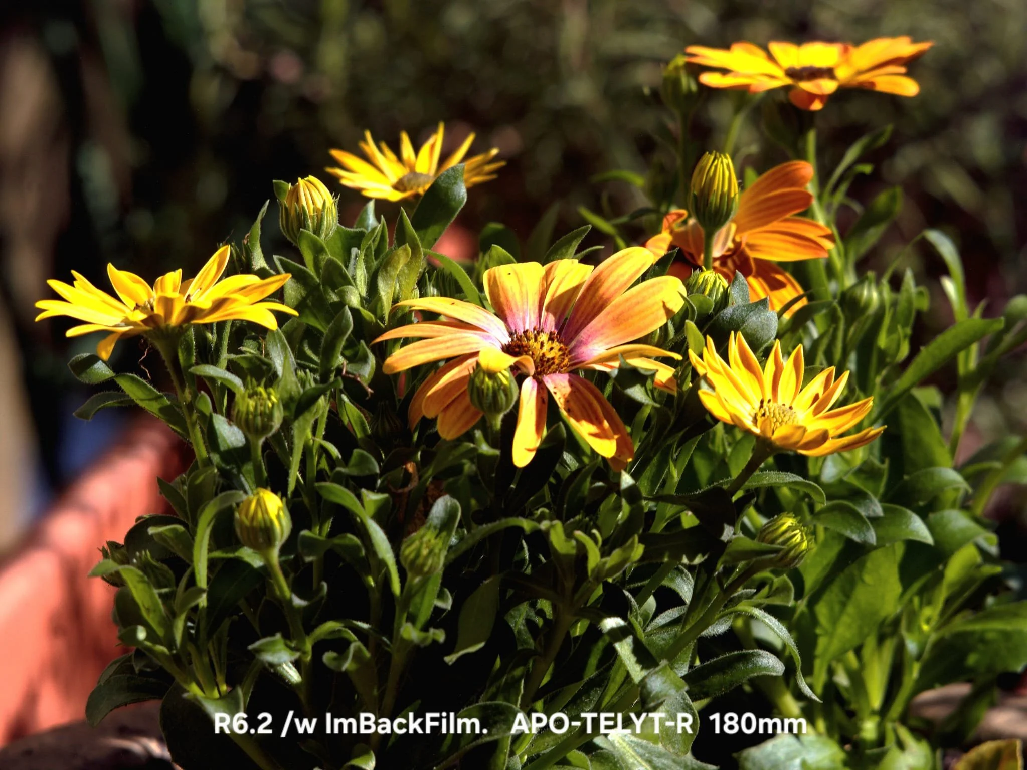 Gardening_ImBackFilm_55.jpeg