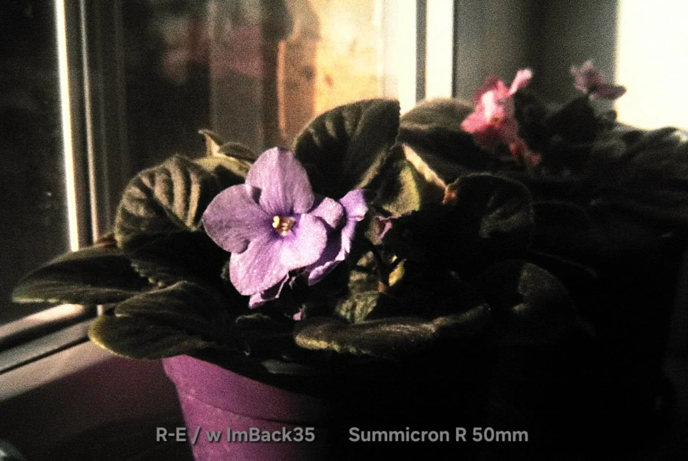 ImBack35_01.jpeg