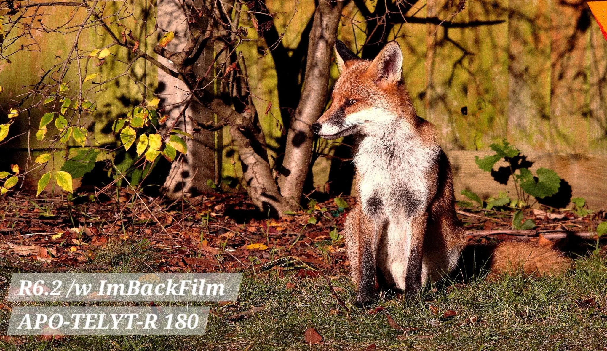 Foxes_ImBackFilm_01.jpg