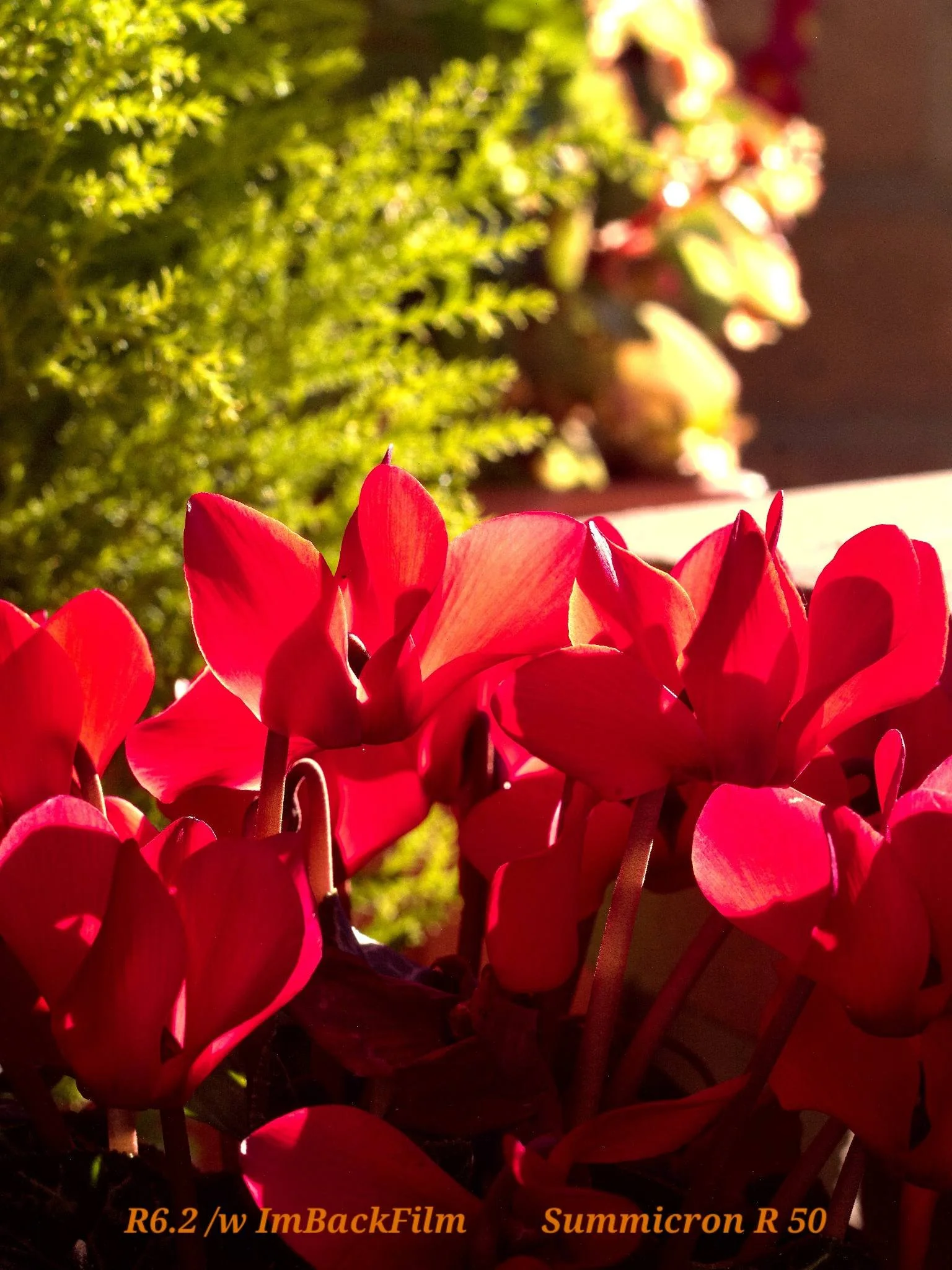 Gardening_ImBackFilm_07.jpg
