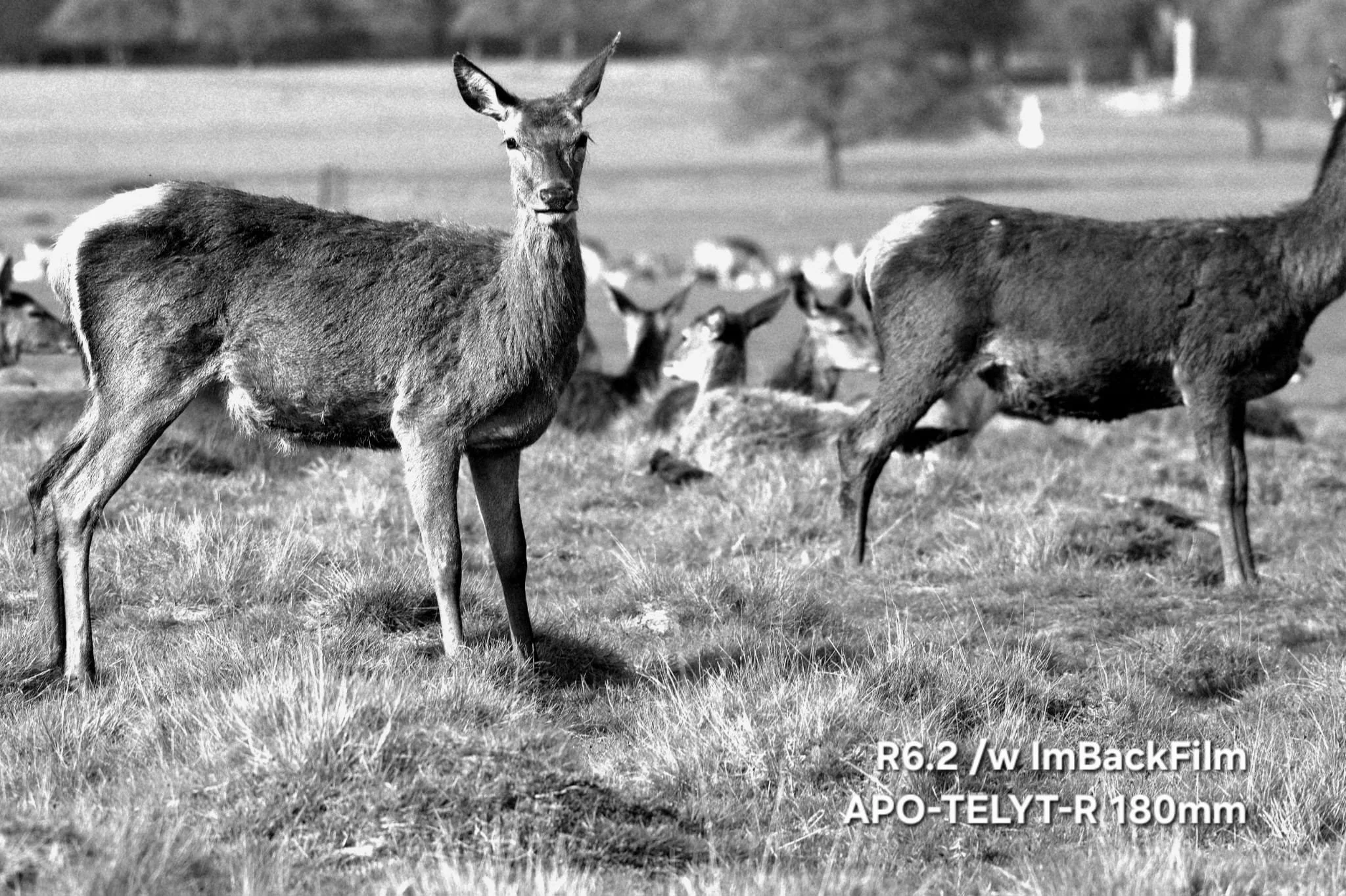 Deers_ImBackFilm_05.jpeg