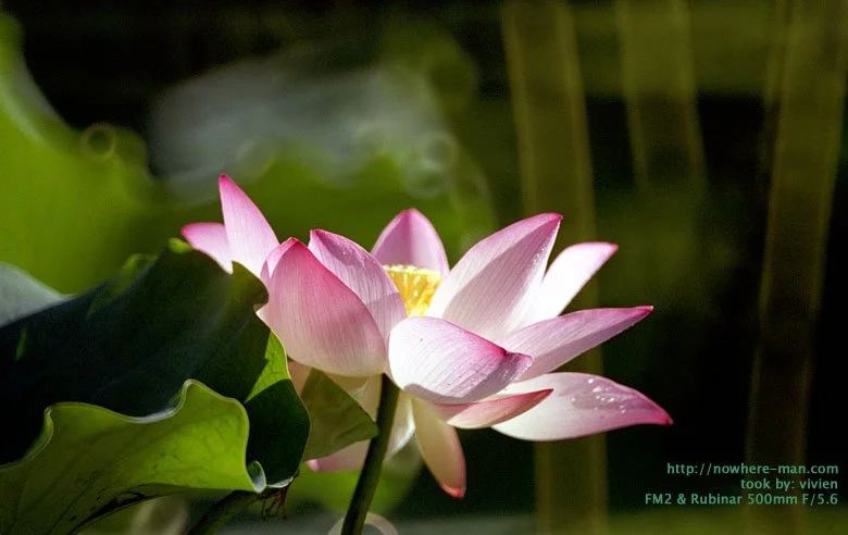lotus04.jpg