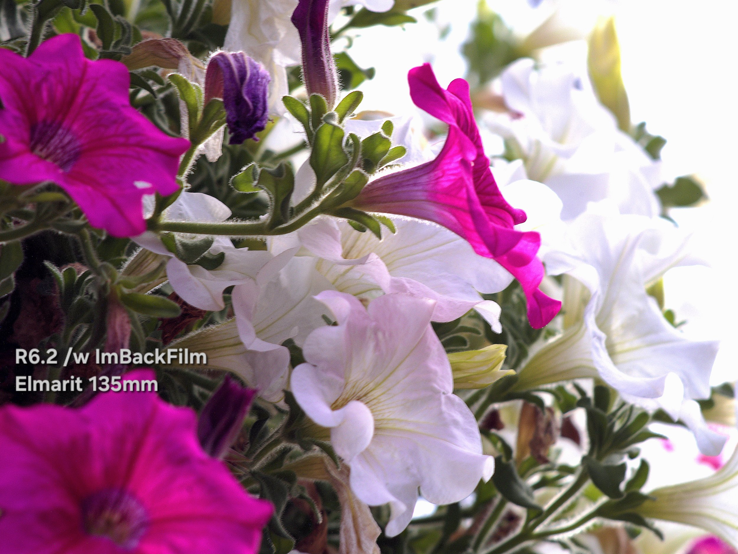 Ealing_Broadway_Flowers.jpg