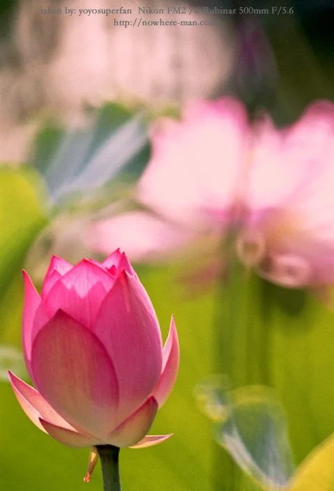 Lotus10.jpg