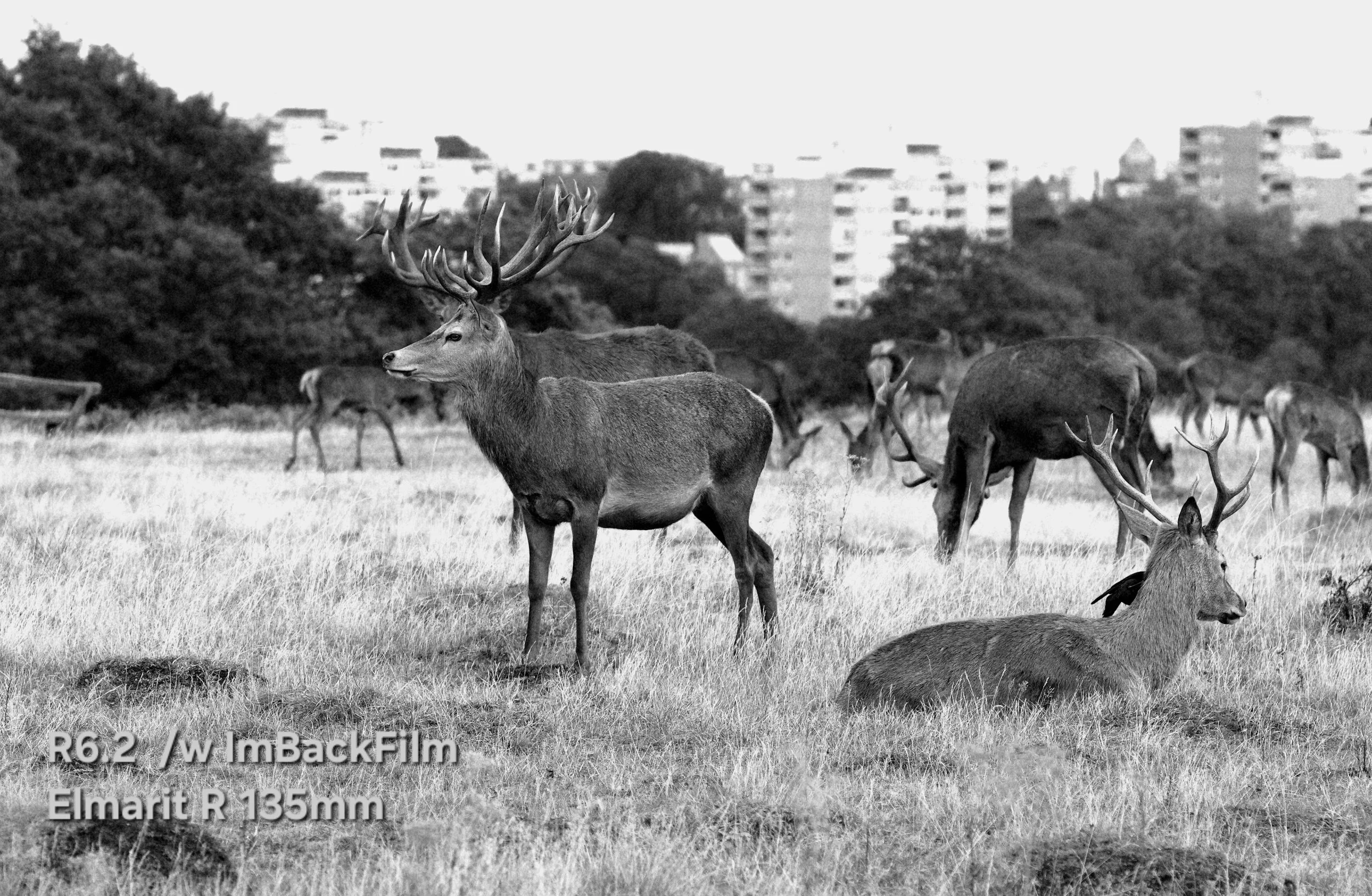 Deers_Sep2026_02_BW.jpg