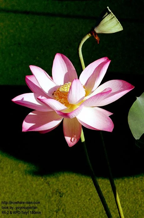 lotus02.jpg