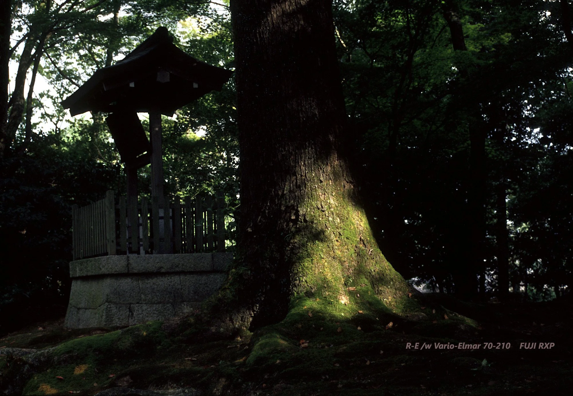 16_Kinkaku-ji_tree.jpg