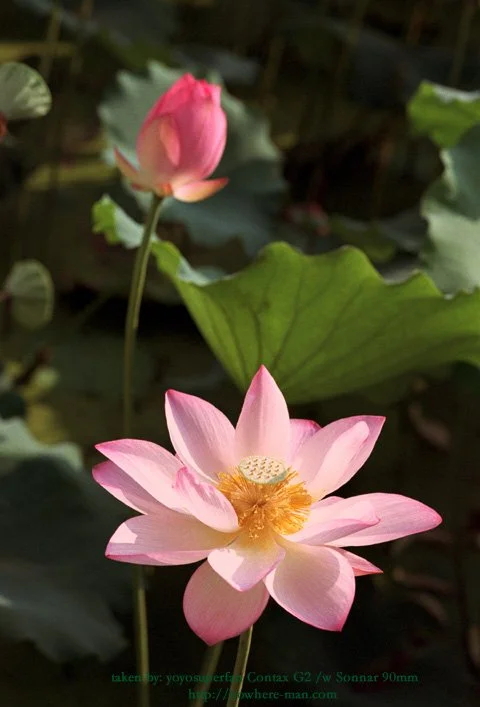 Lotus04.jpg