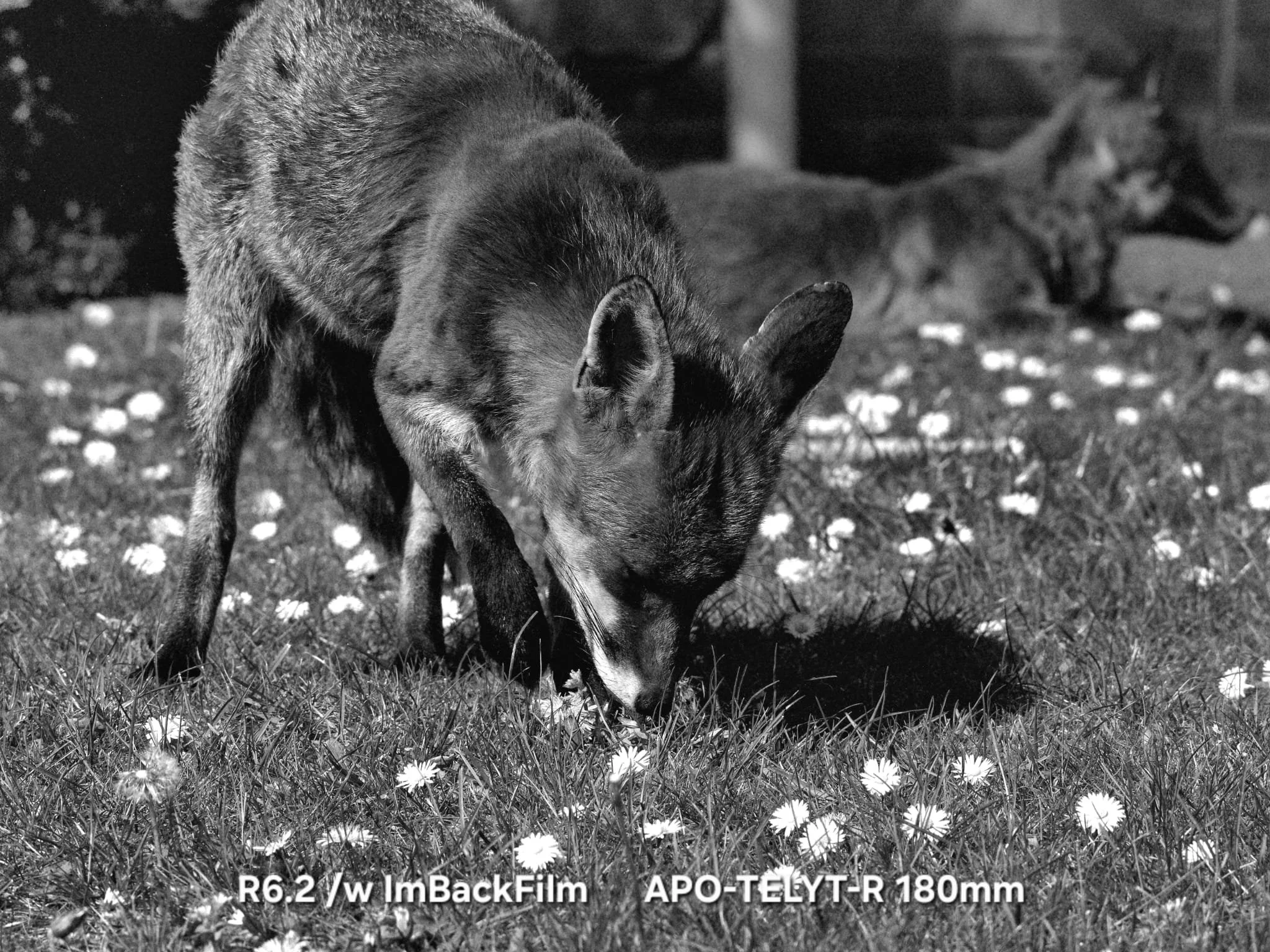 Foxes_ImBackFilm_04.jpeg