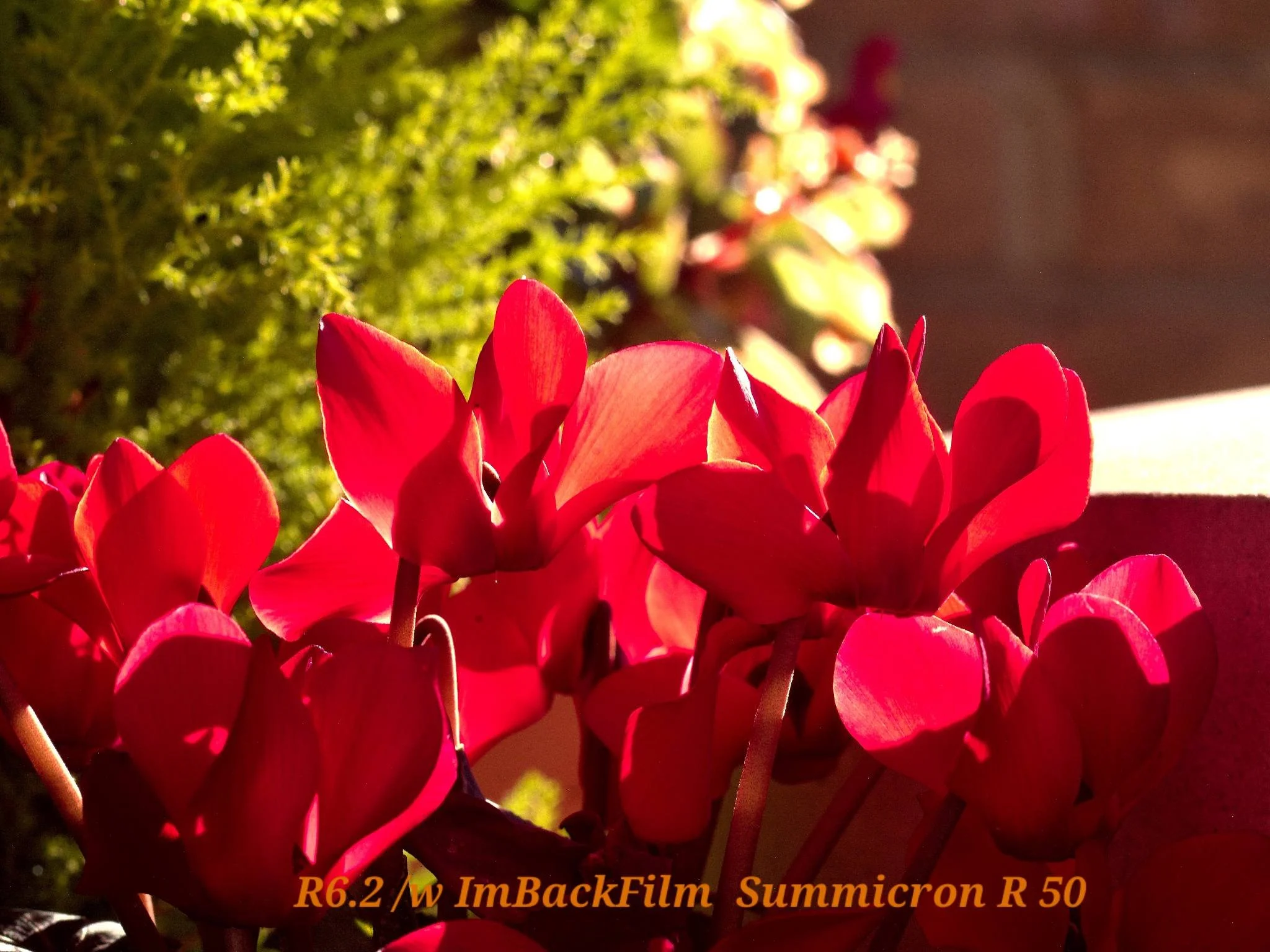 Gardening_ImBackFilm_06.jpg
