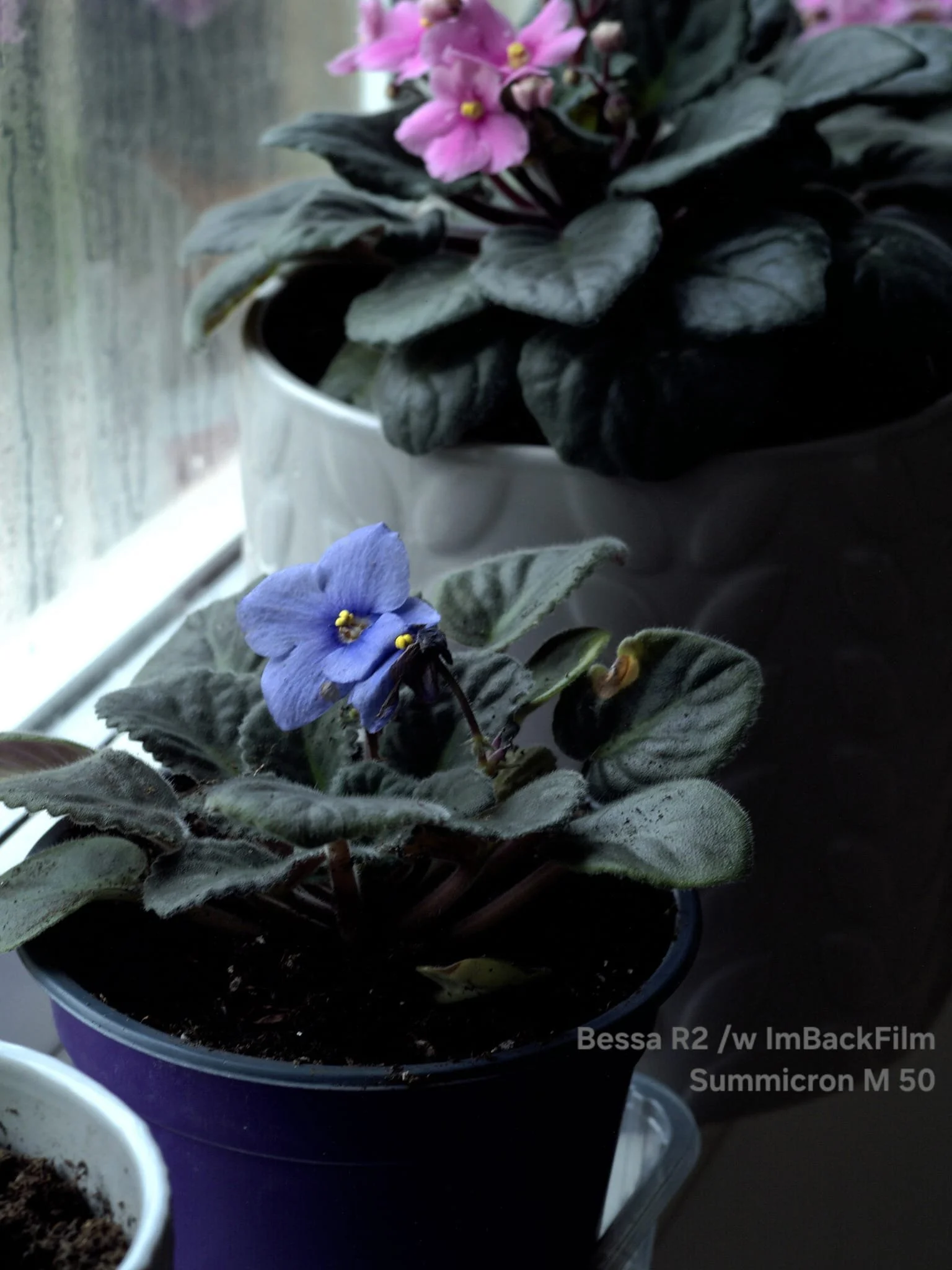 Gardening_ImBackFilm_25.jpeg