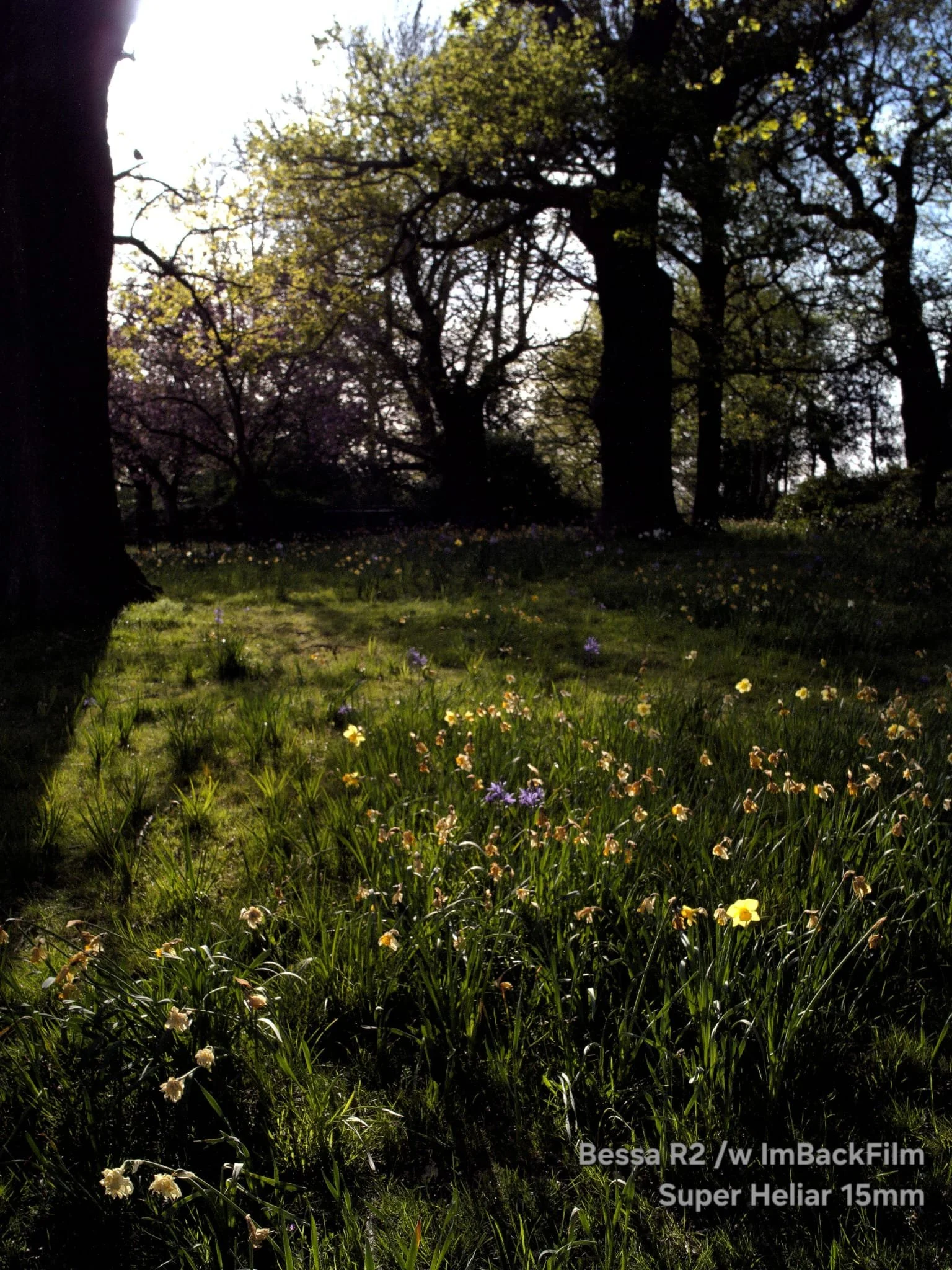 Gardening_ImBackFilm_58.jpeg