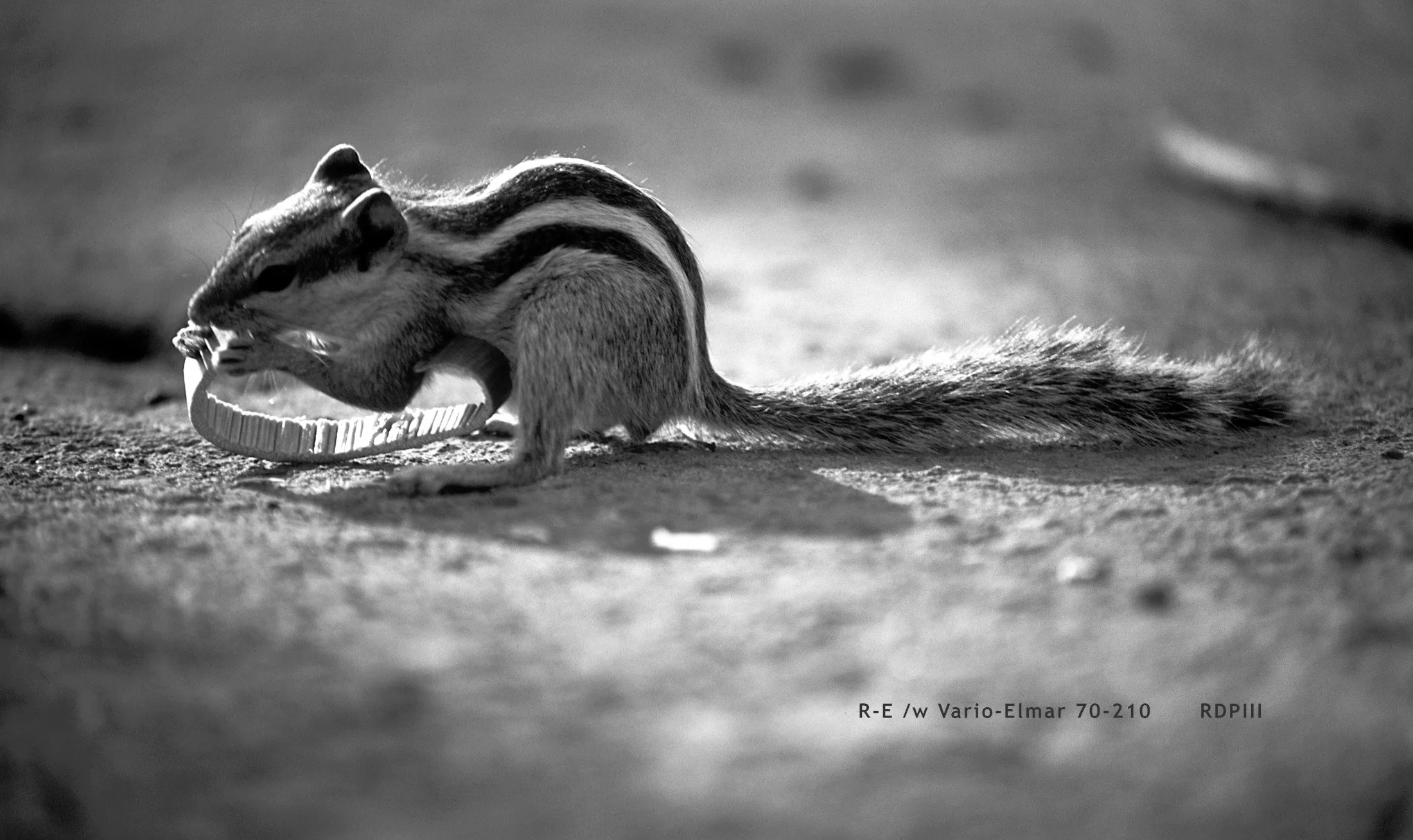 New Delhi_Qutb Minar_03_squirrel_BW.jpg